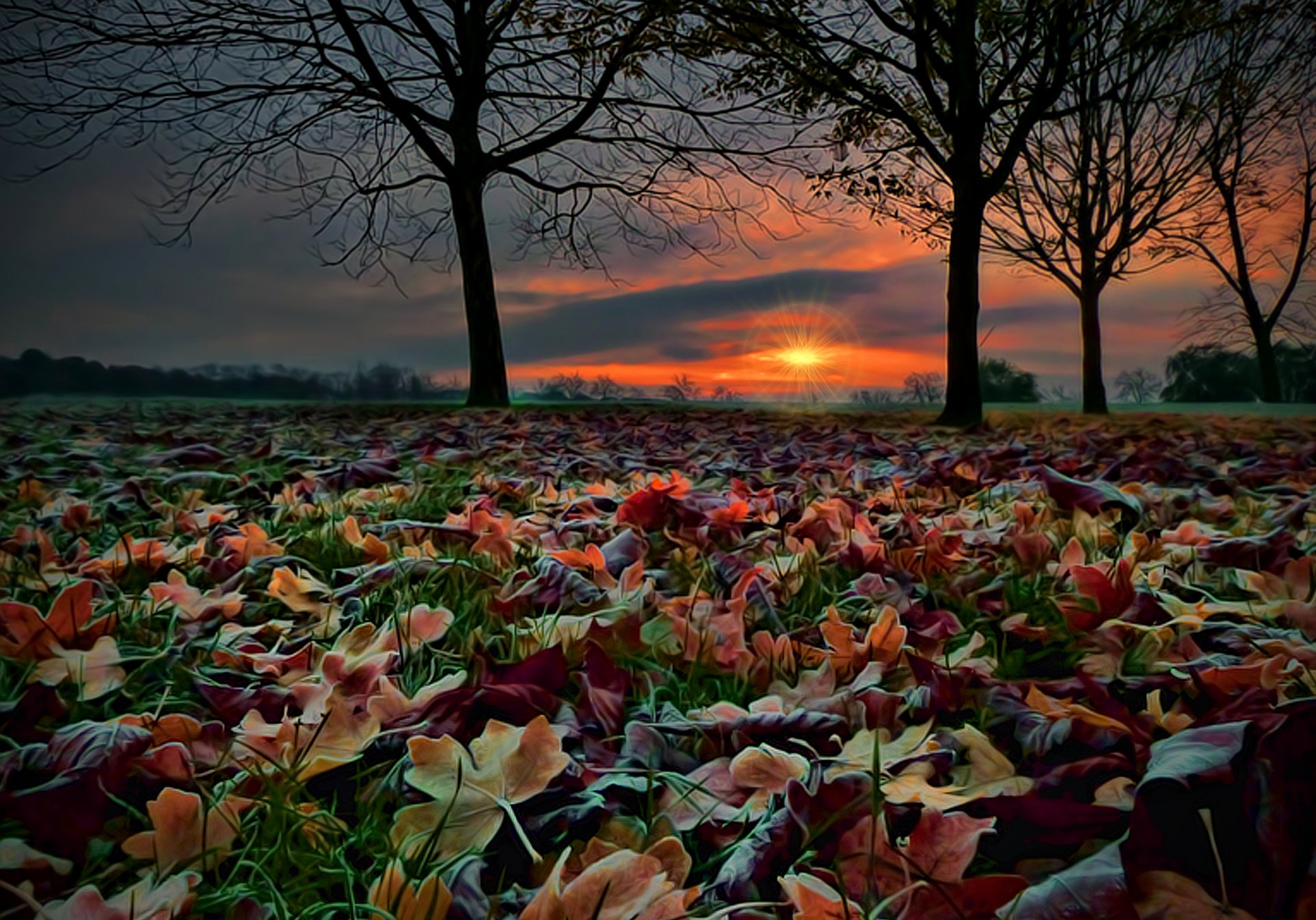 nature paysage forêt automne arbres feuilles