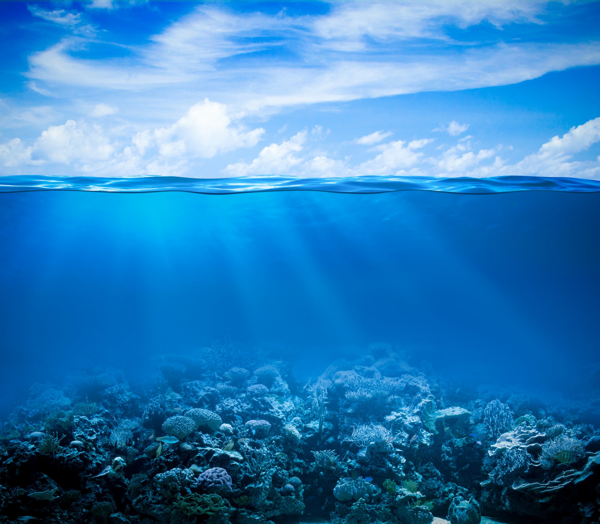 tropical coral arrecife agua océano mundo submarino arrecife de coral mar