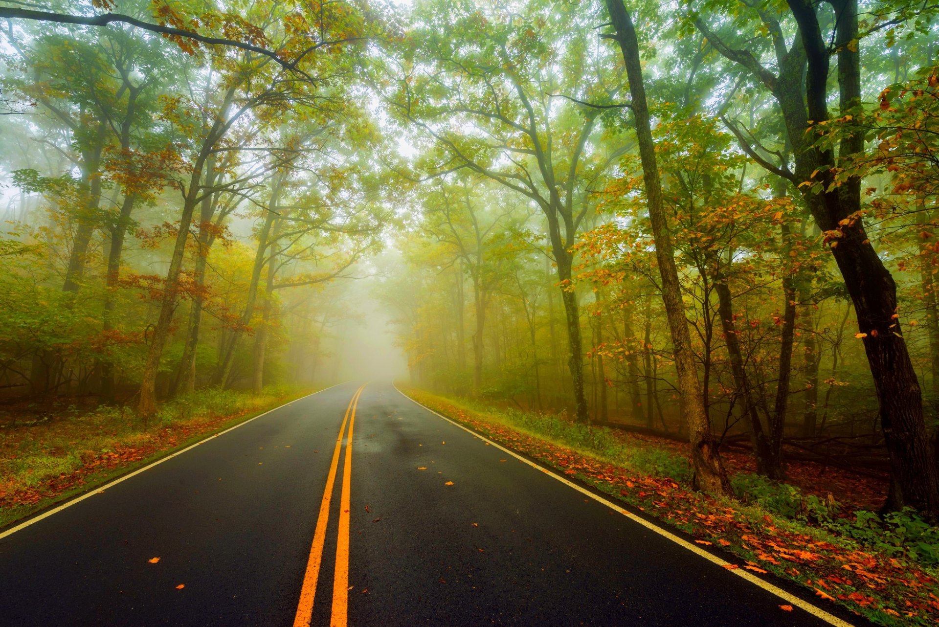 natur wald park bäume blätter bunt straße herbst herbst farben zu fuß