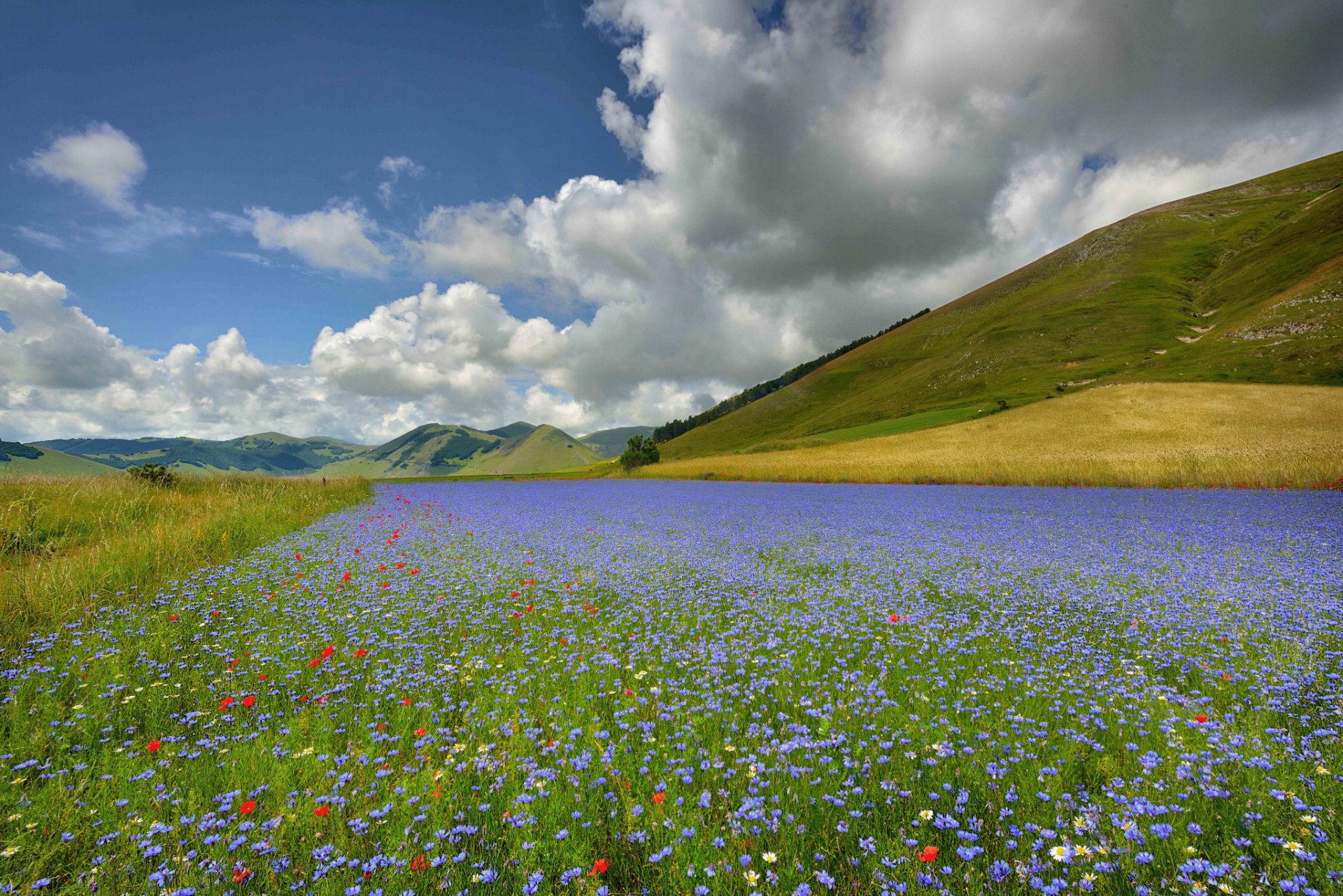 casteluccio italien blumen