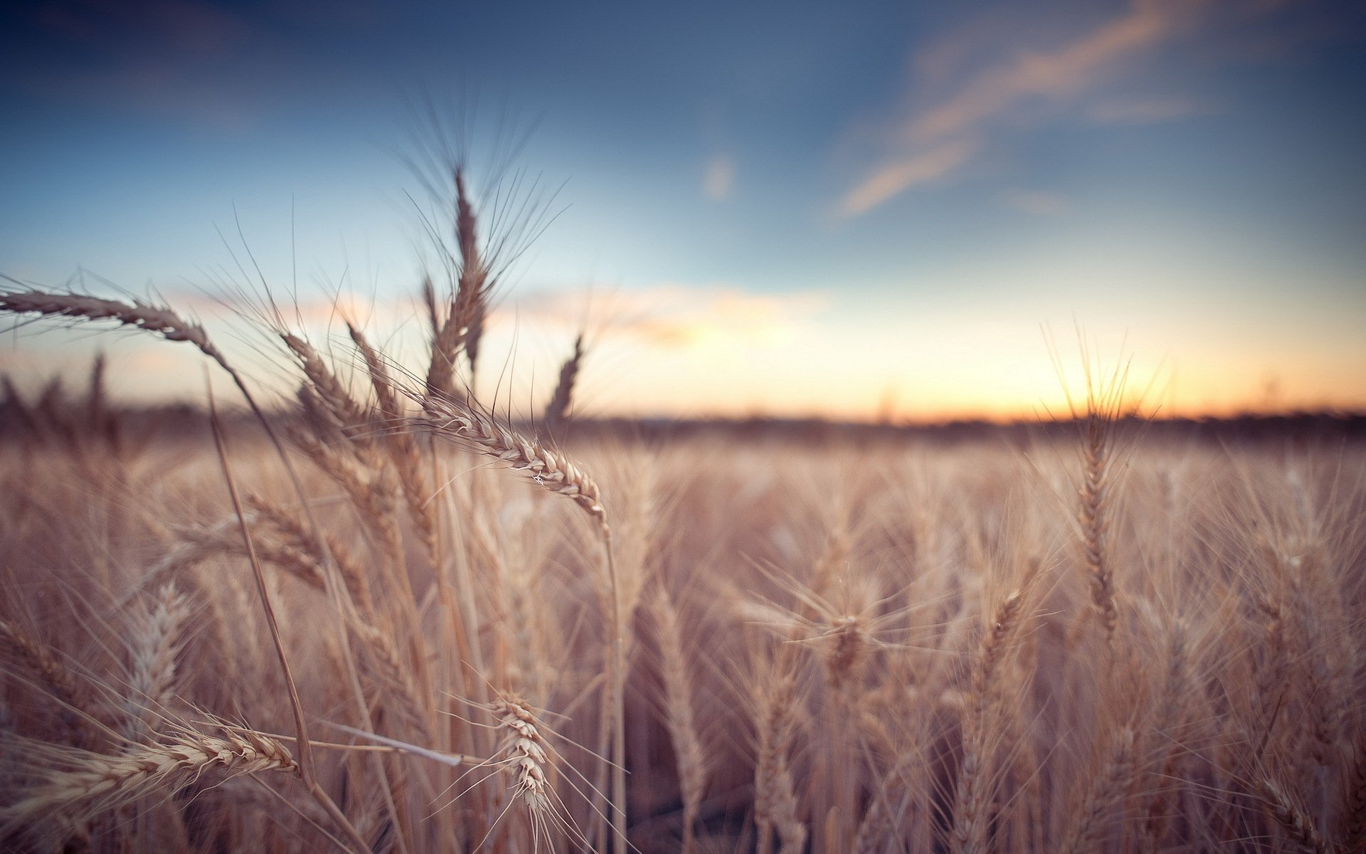 the field ears nature