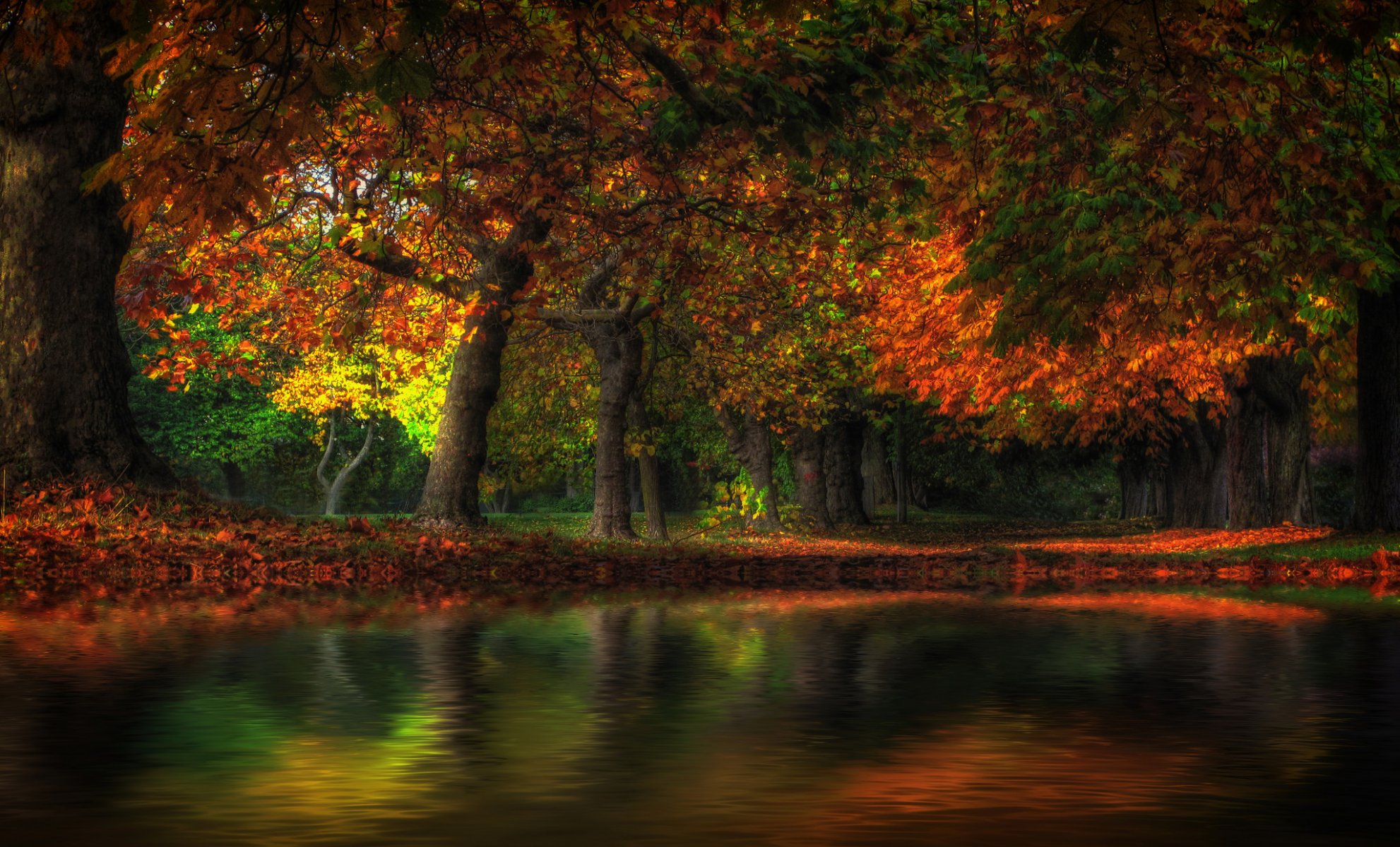 wald park bäume herbst teich