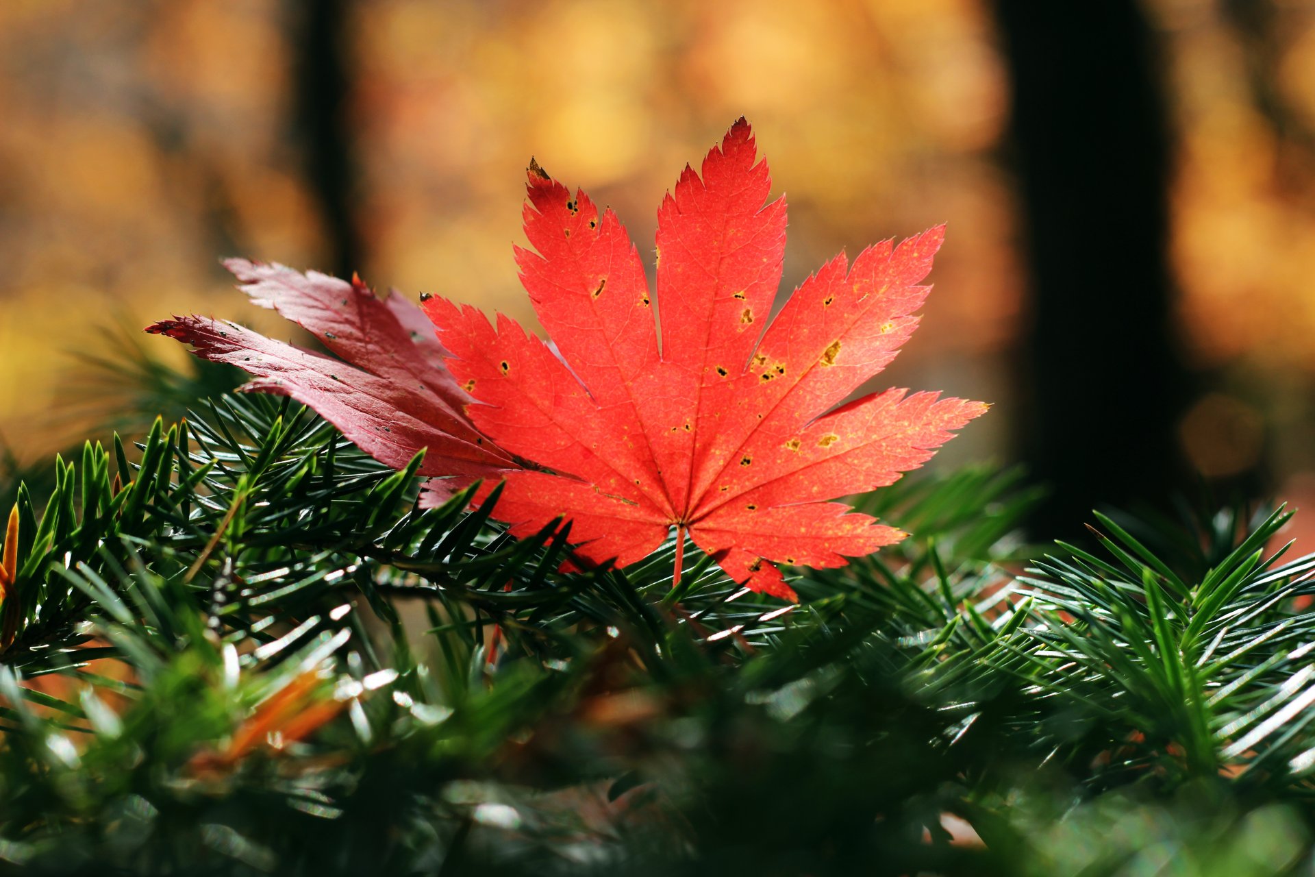 herbst natur jahreszeit blätter nadeln