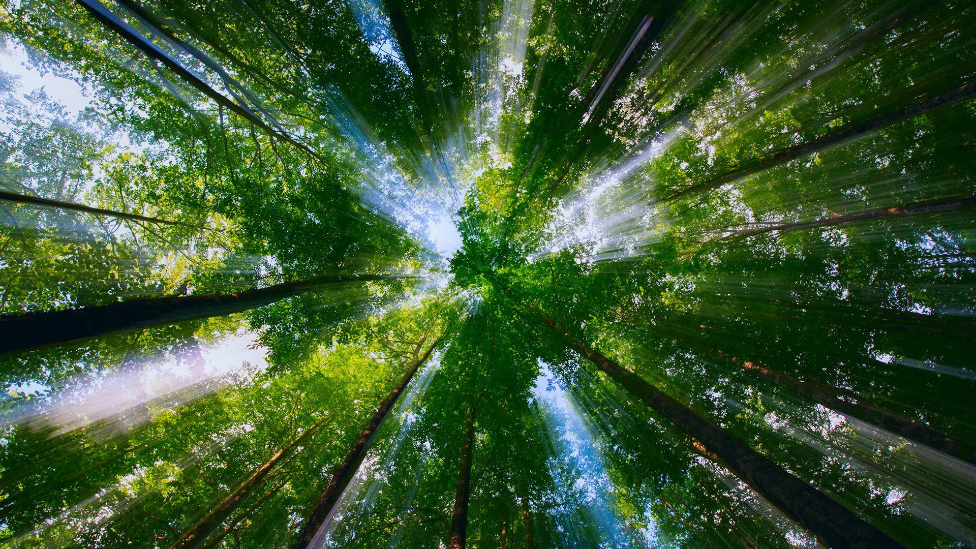 natur bäume kronen laub licht strahlen