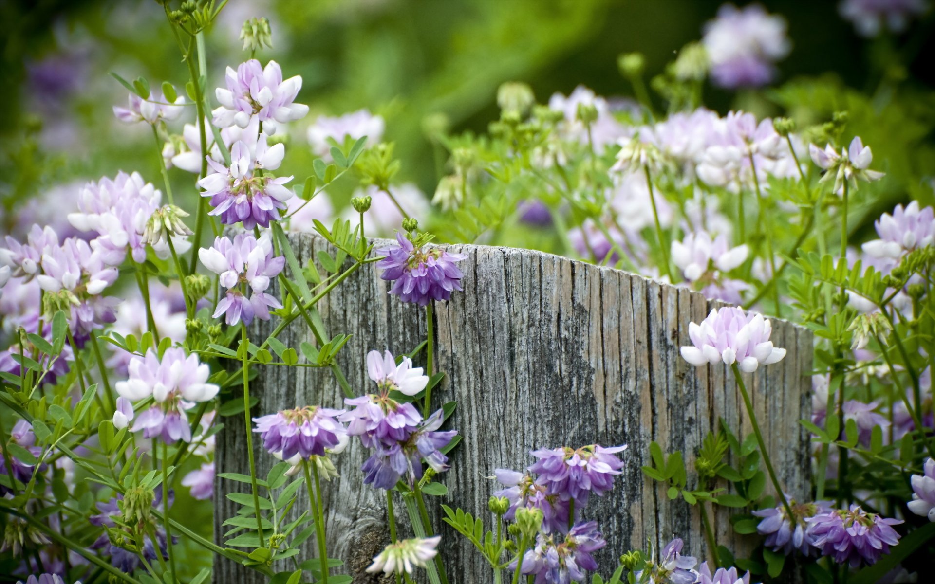 flower stump nature summer