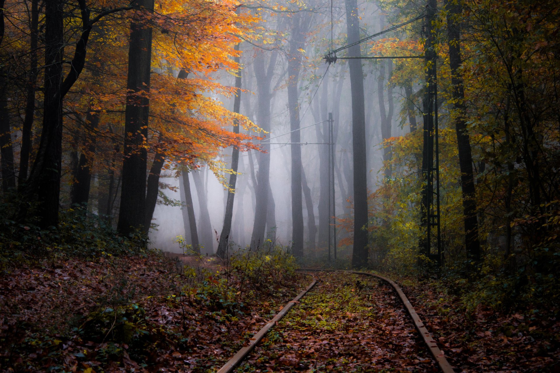 naturaleza caminos bosque otoño niebla neblina