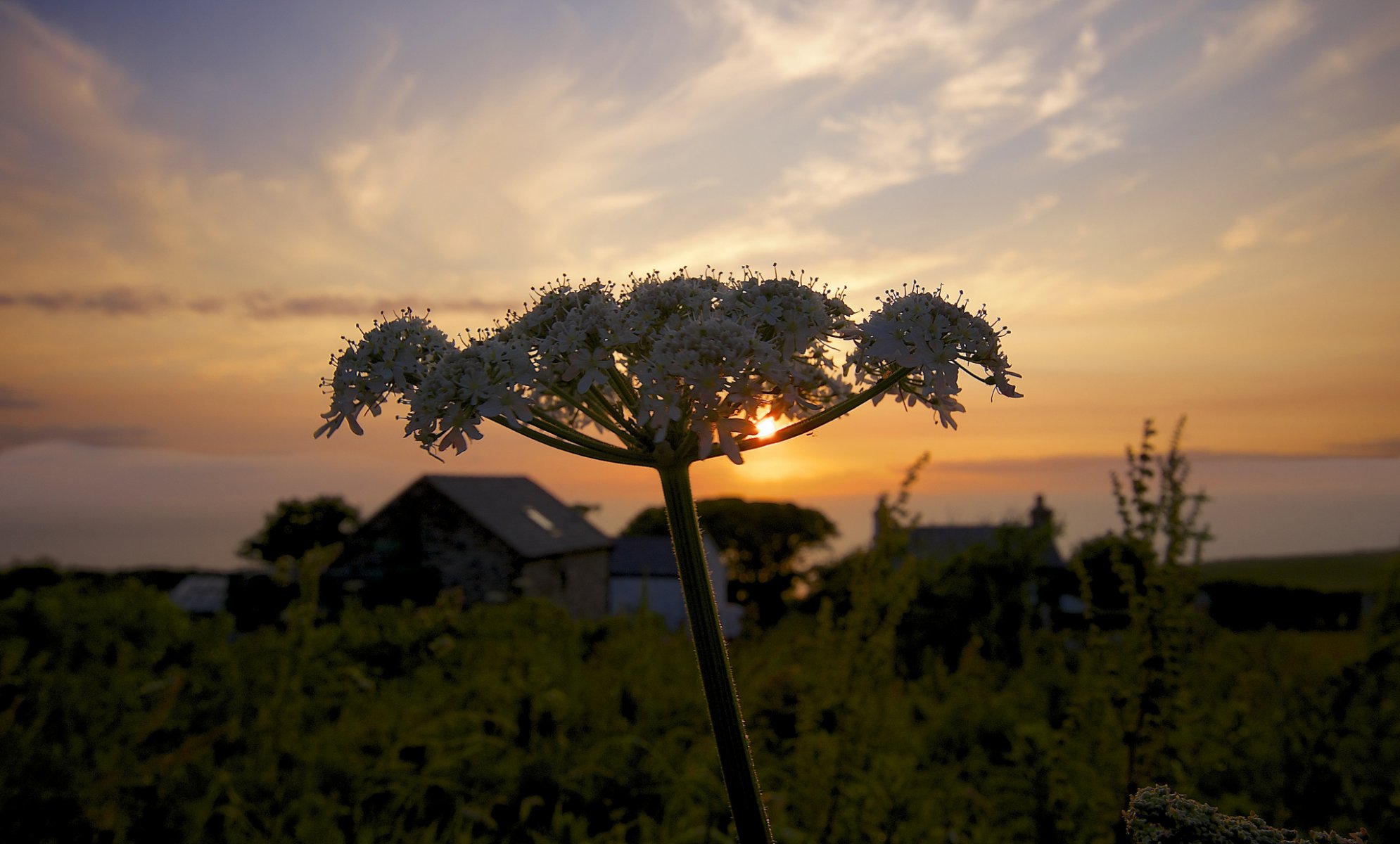 ummer village sun plant july