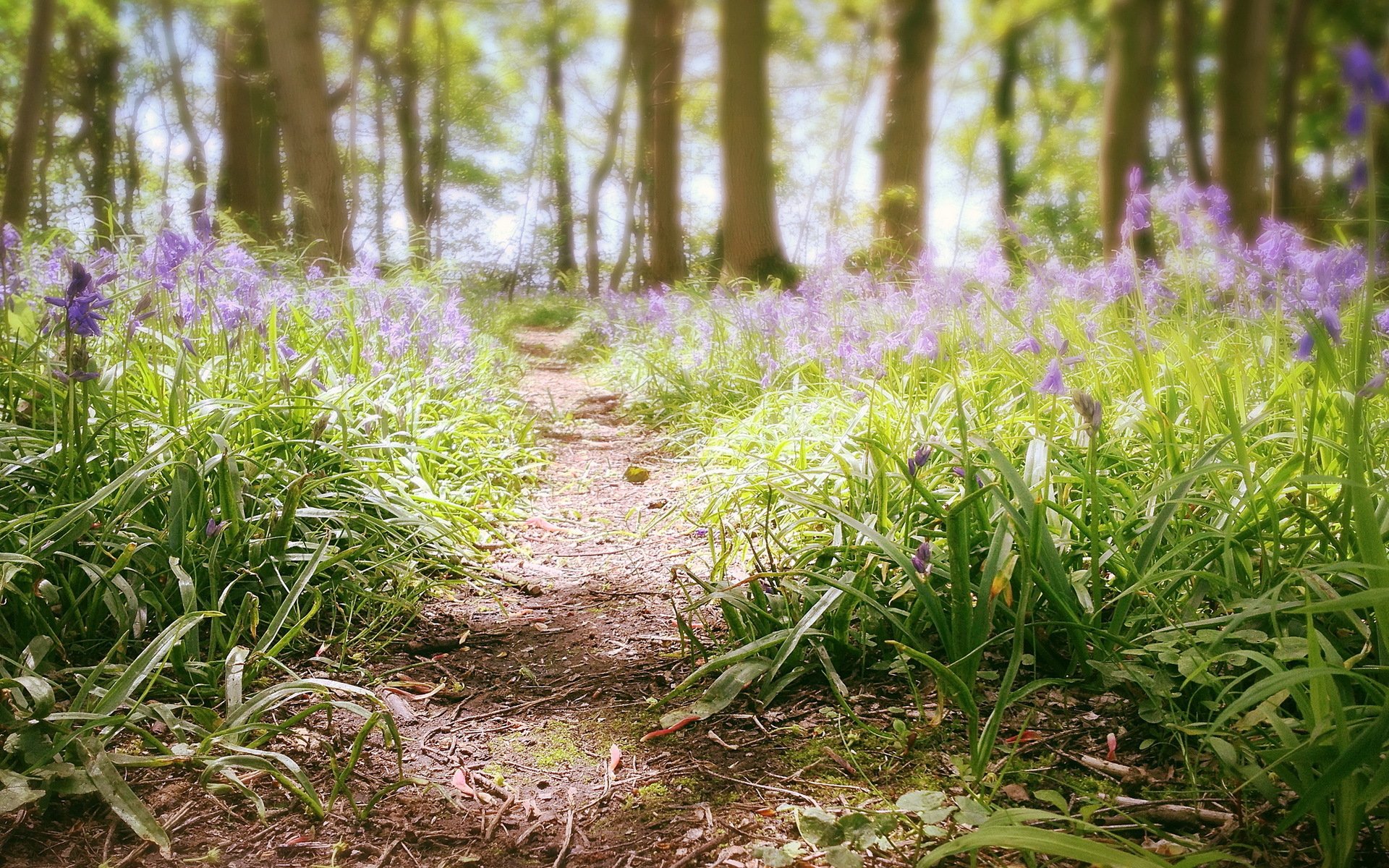 forêt fleurs été nature