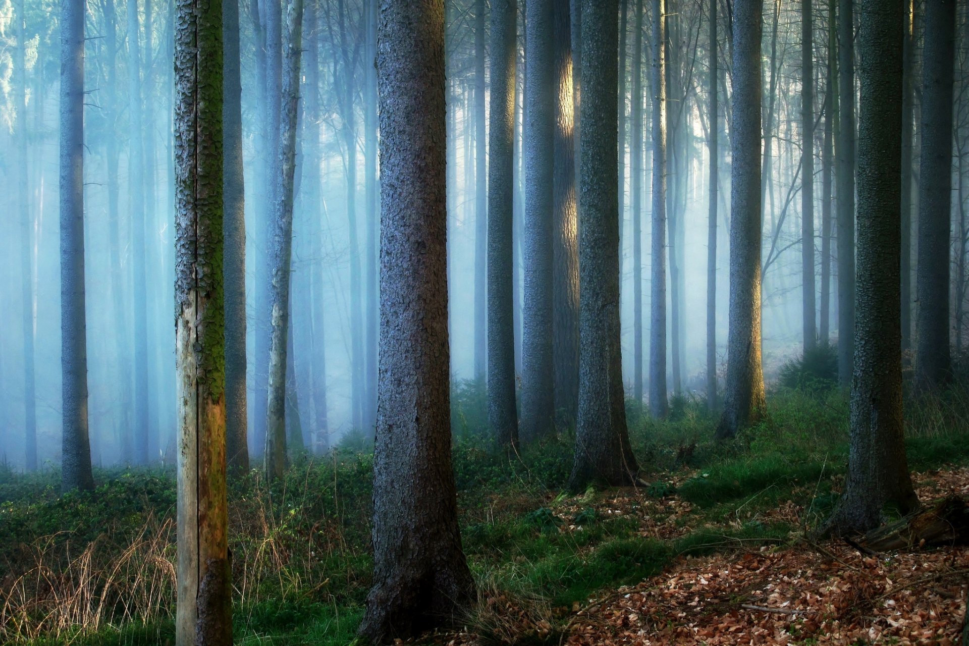 niemcy las drzewa pnie mgła natura