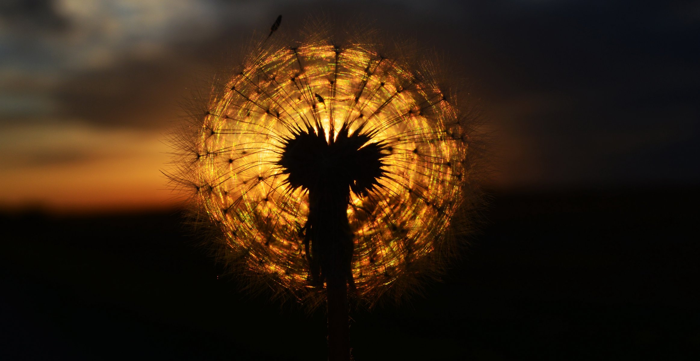 dandelion sun sunset