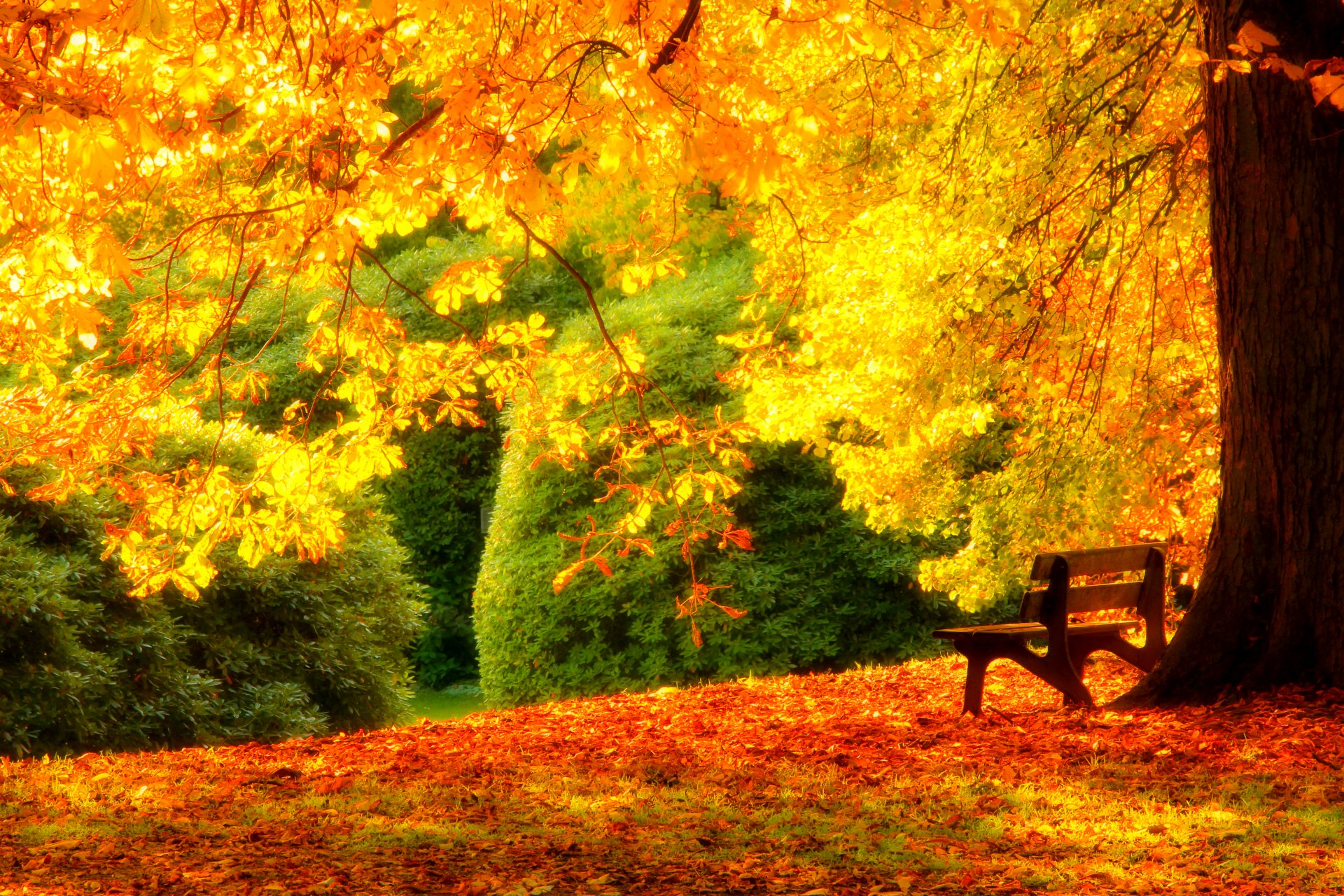 leaves forest trees park grass road colors autumn walk hdr nature bench tree