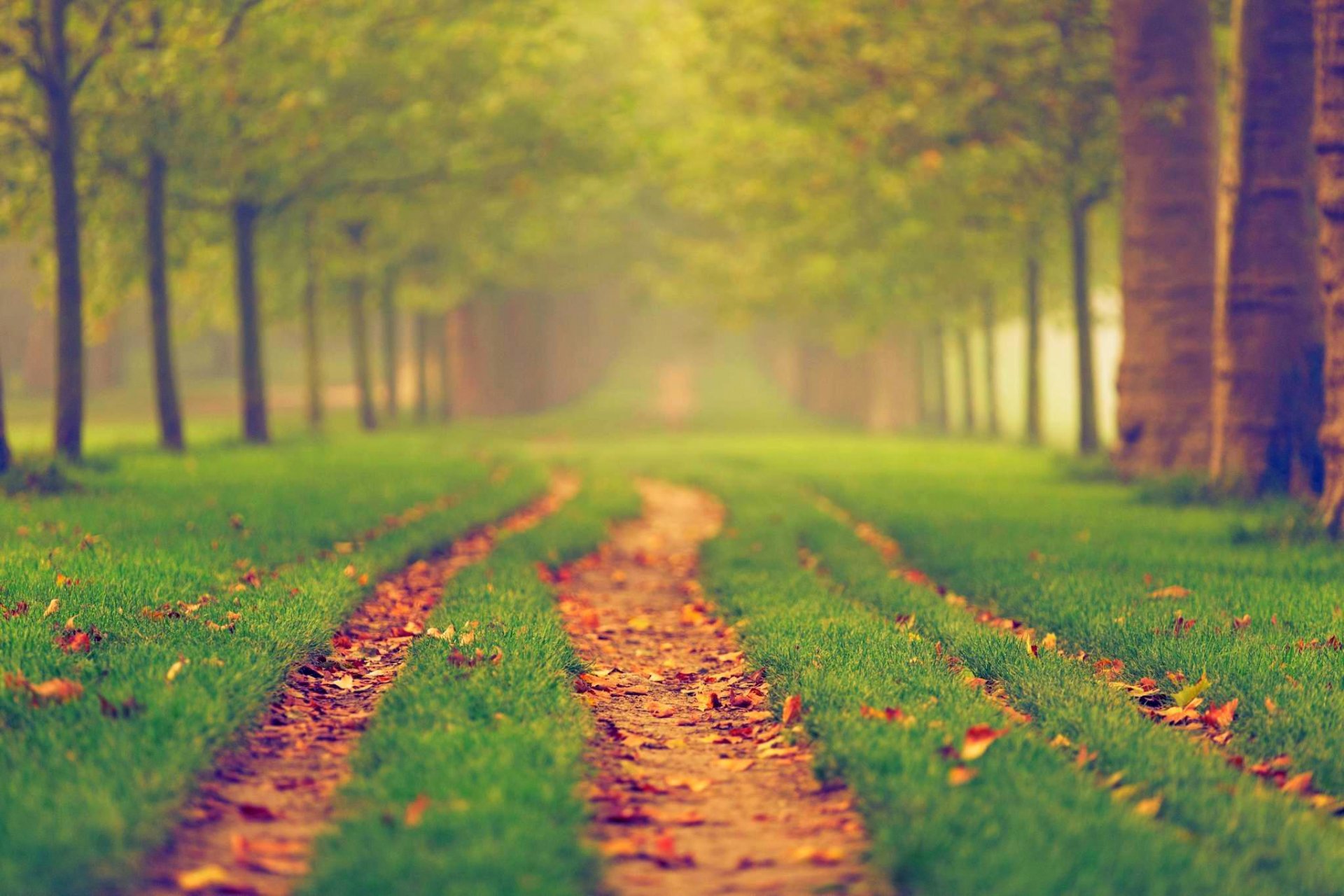 nature forêt parc arbres feuilles coloré route automne automne couleurs promenade