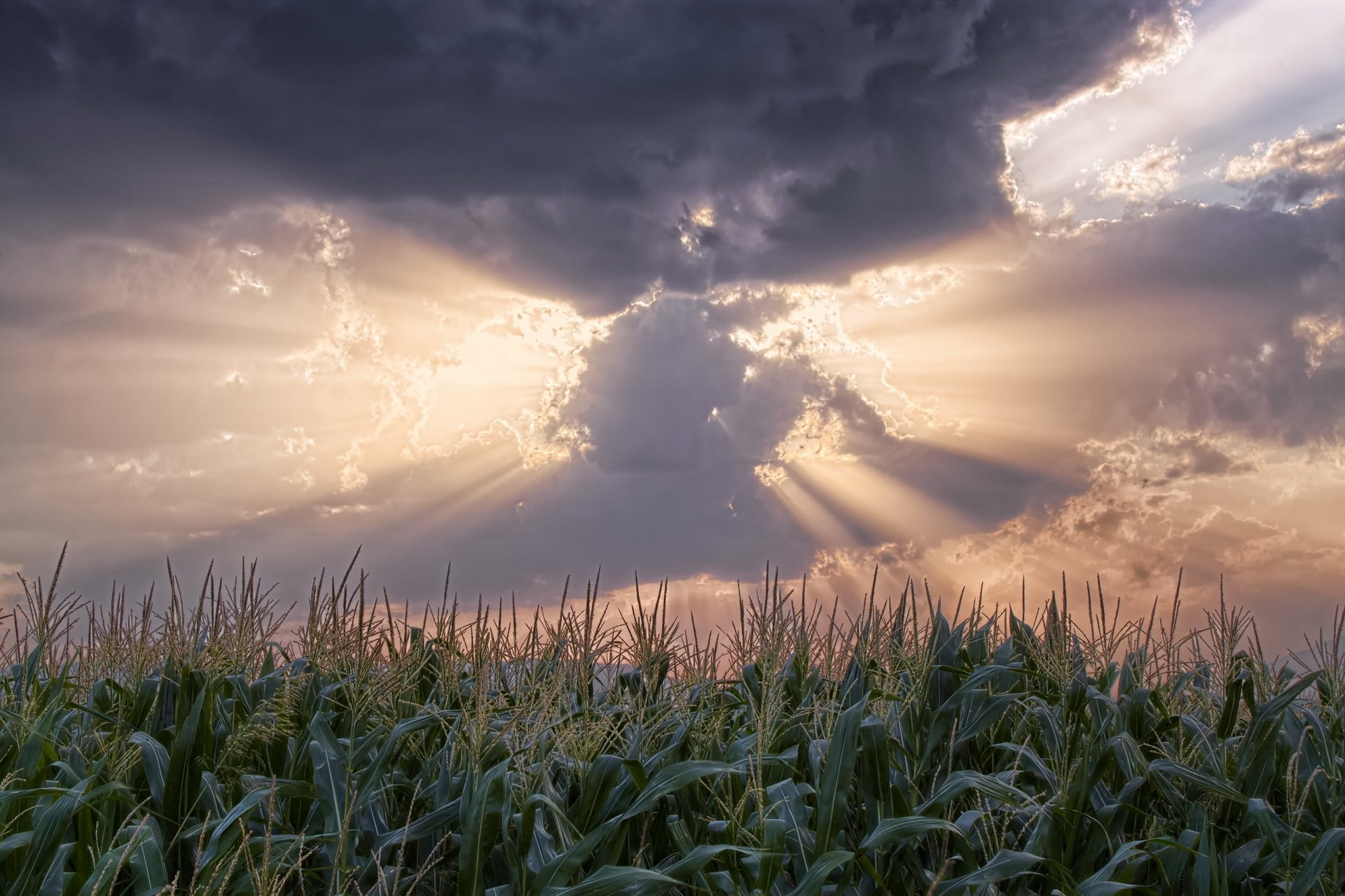 the field of sorghum clouds sun ray