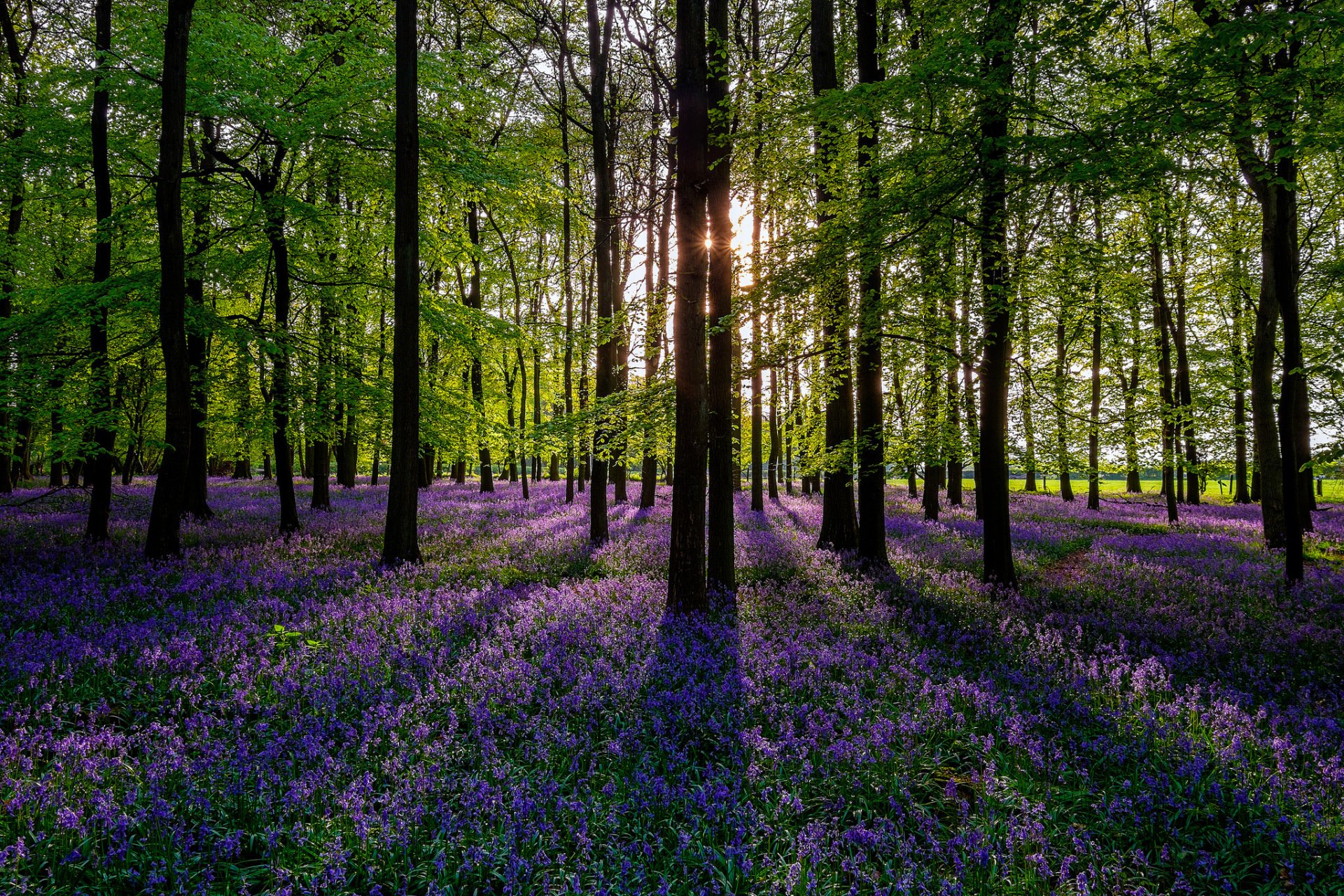 nature forêt arbres coloré printemps fleurs soleil printemps