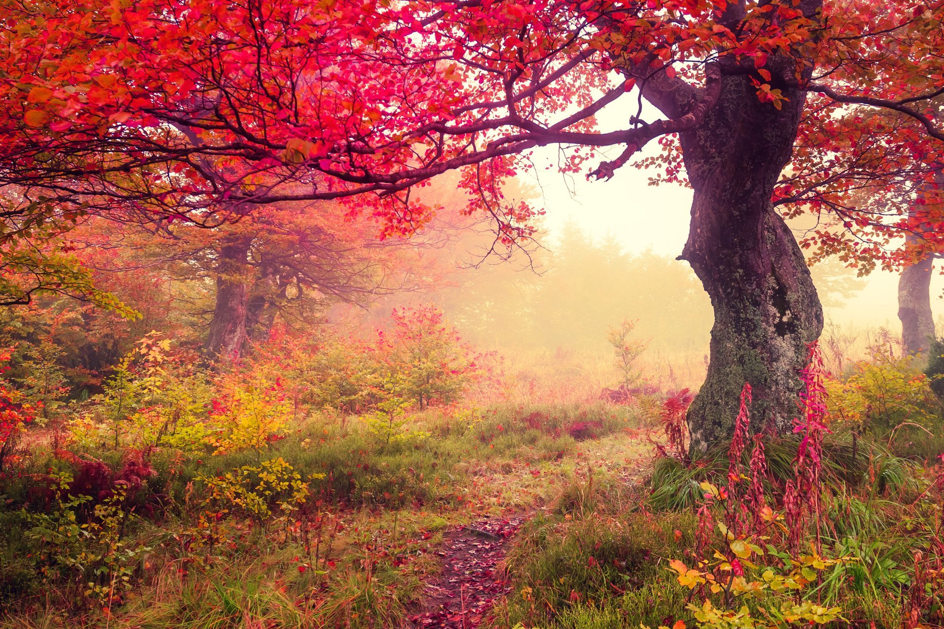 autunno foglie foresta albero