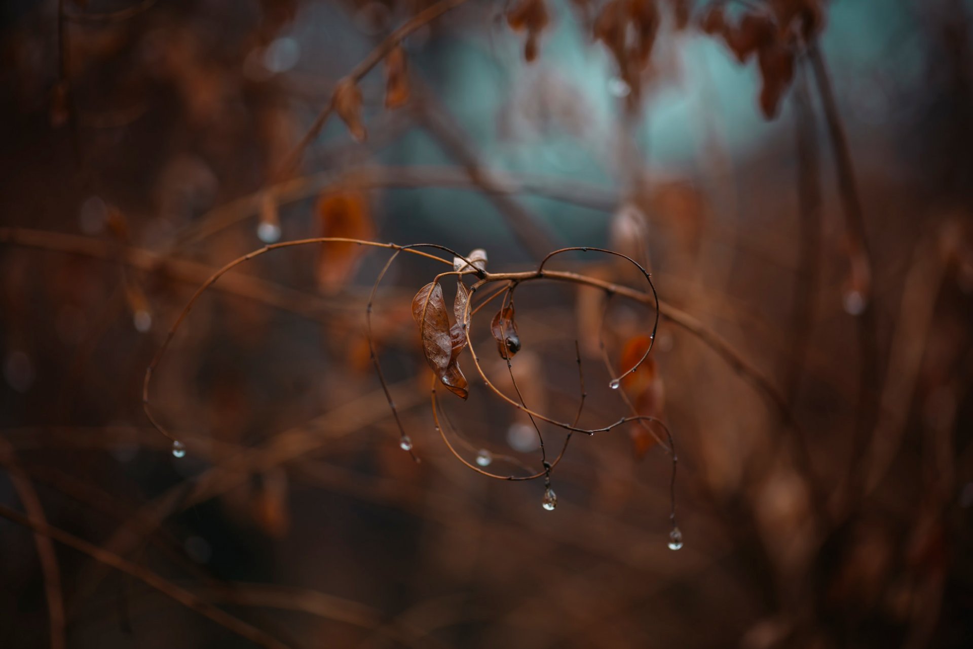 branche feuilles gouttes bokeh