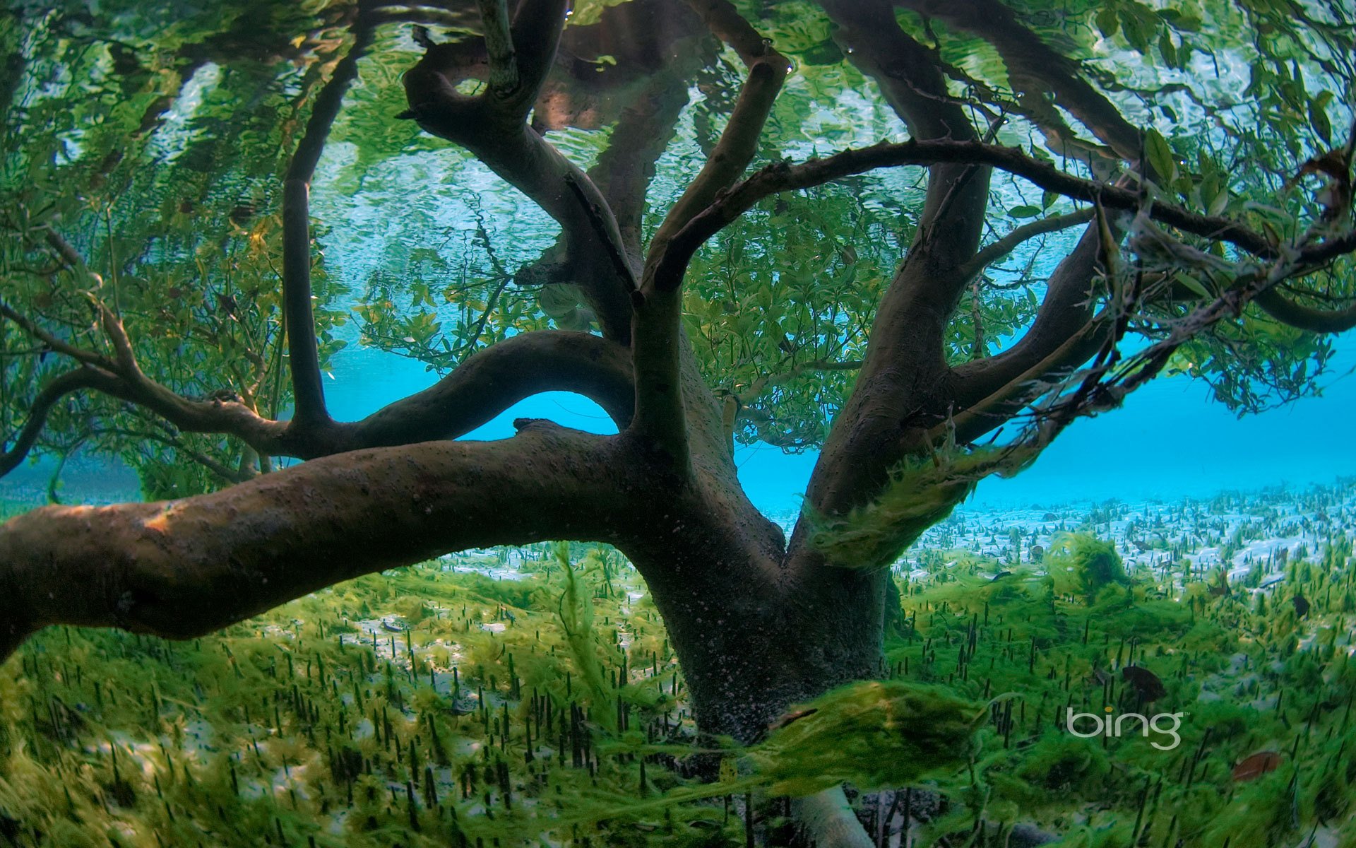 albero acqua alghe mare inondazione foglie inondazione fondo mondo sottomarino