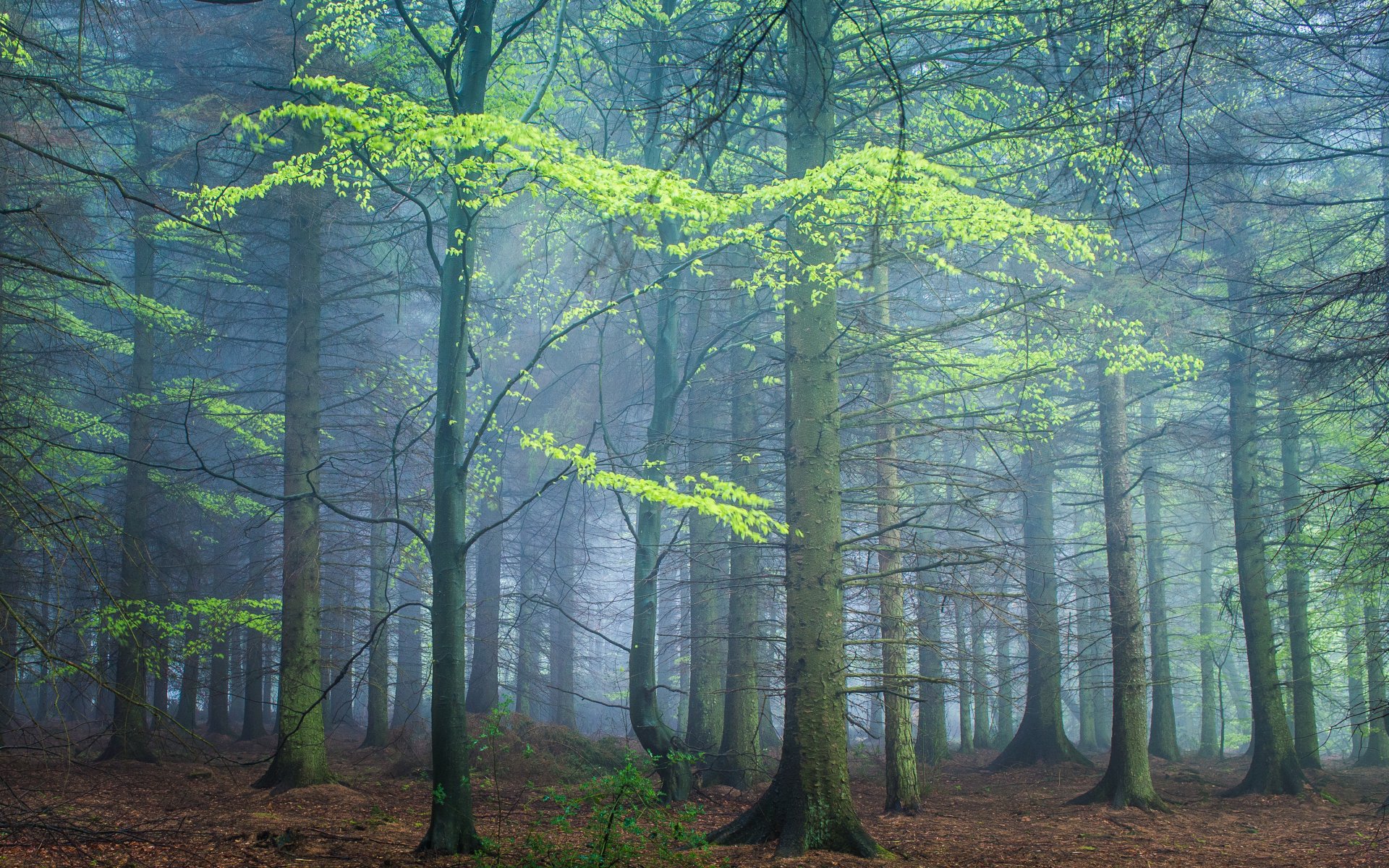 foresta primavera nebbia