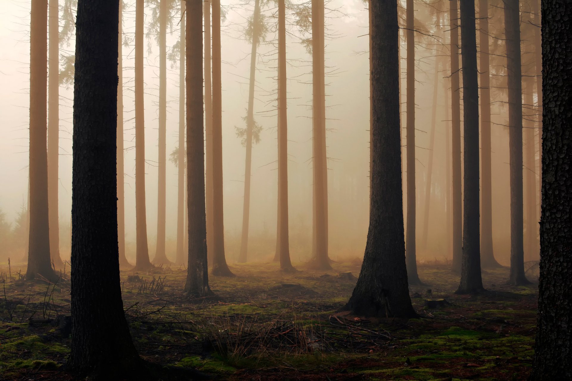 foresta alberi mattina nebbia