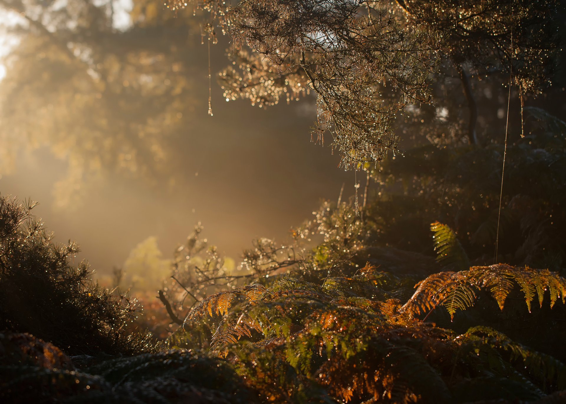 foresta mattina nebbia