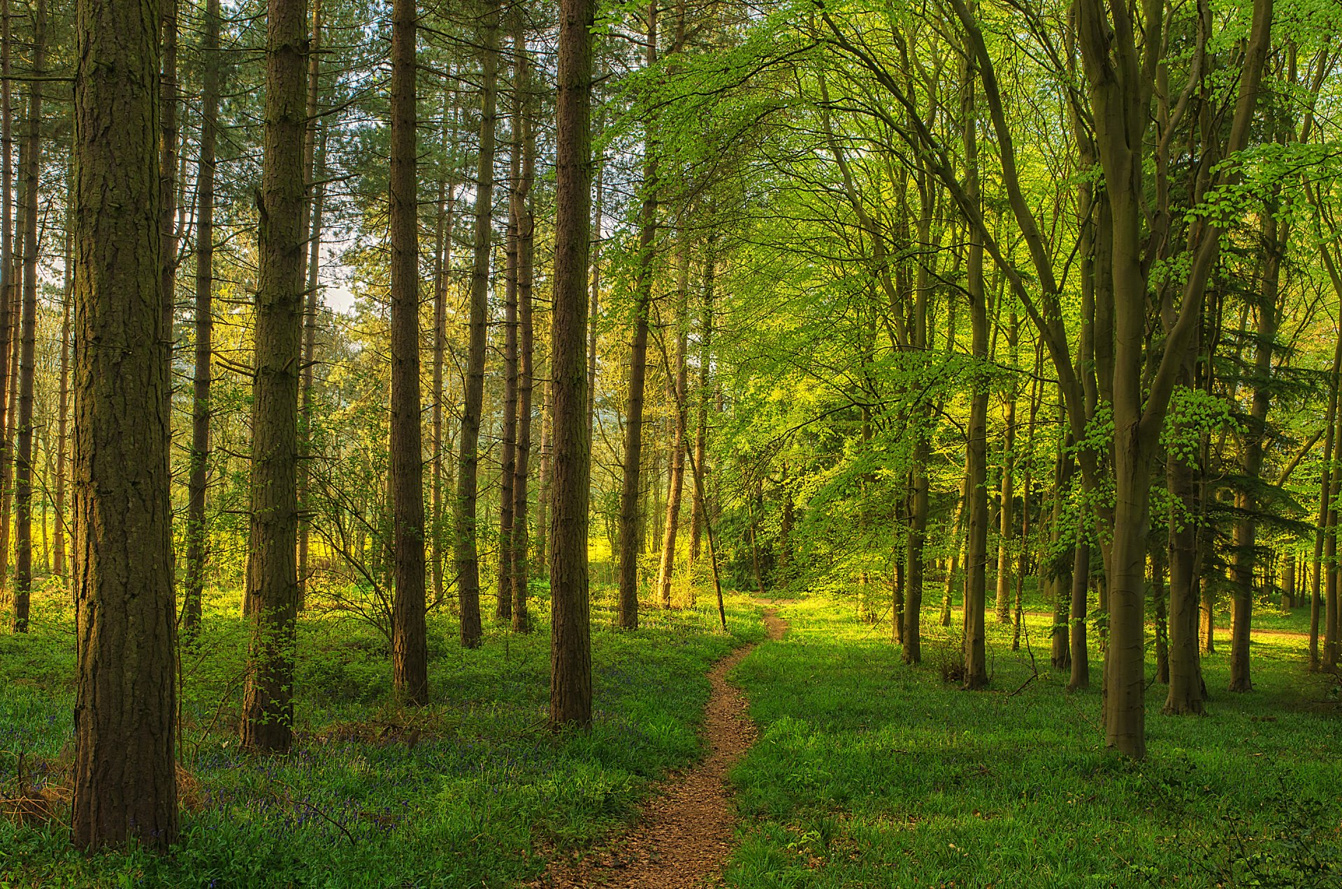 foresta alberi sentiero erba