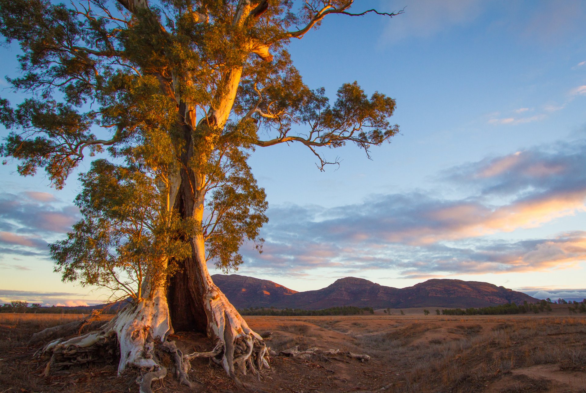 australien südlich berge baum abend