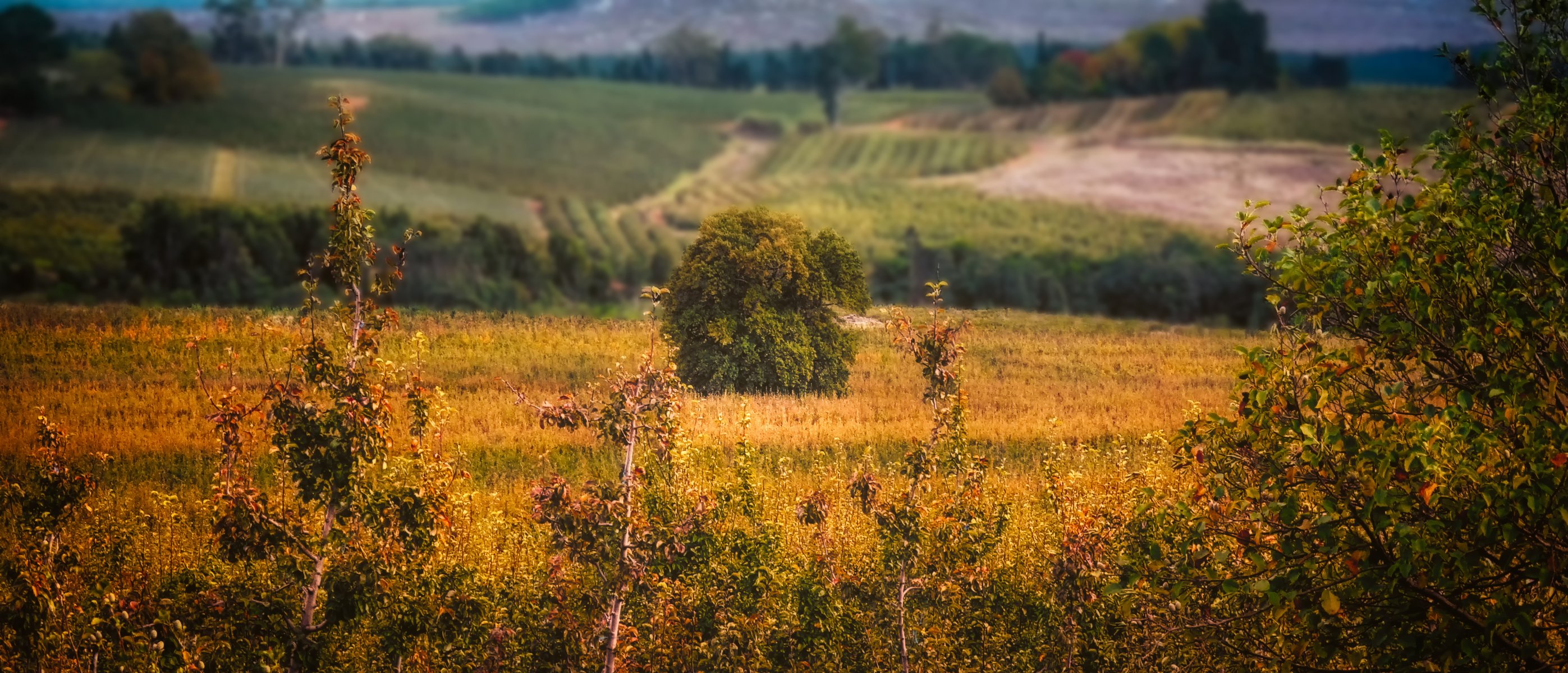 the field tree bush