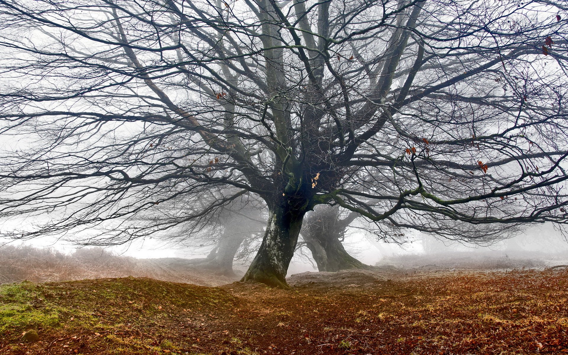 oaks de montagne brouillard arbre