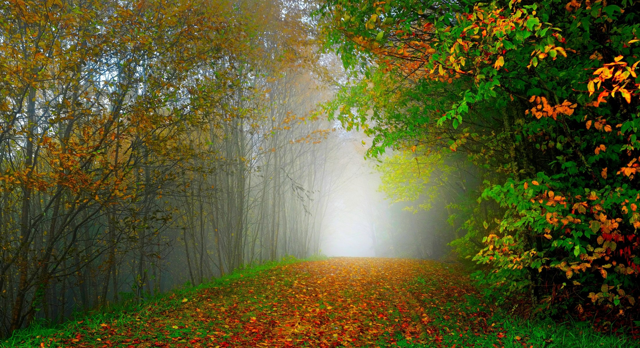 natura foresta parco alberi foglie colorato strada autunno caduta colori passeggiata