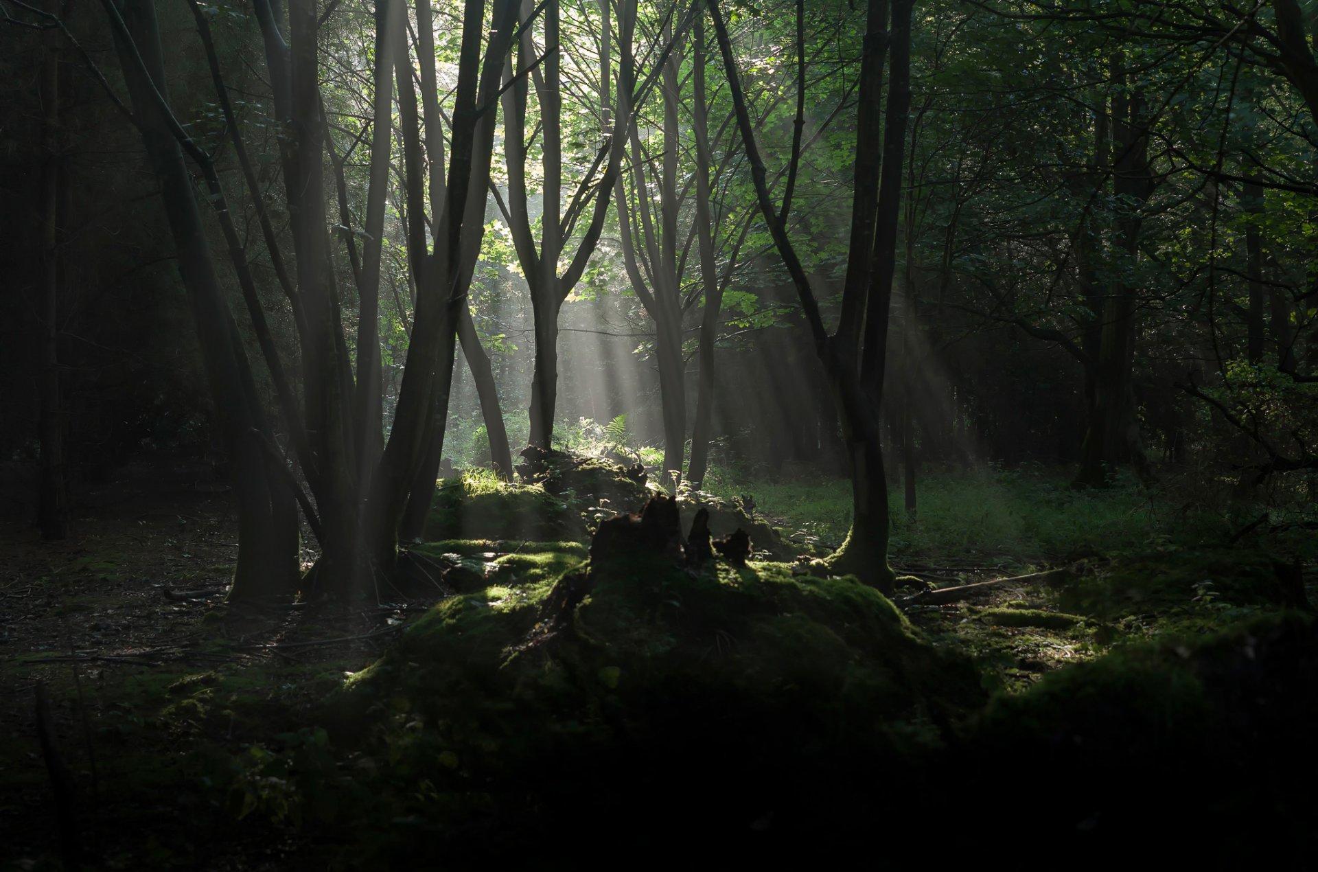 bosque árboles rayos de sol