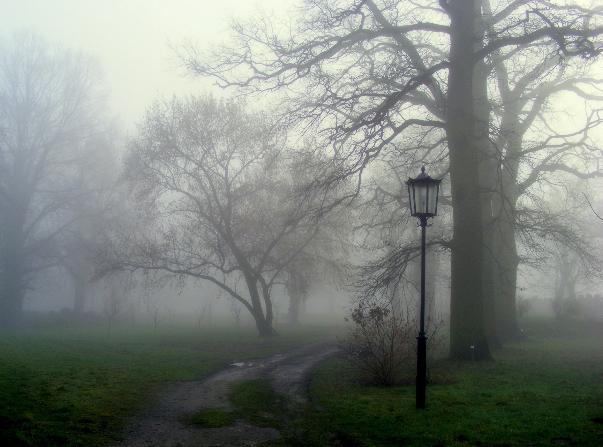 nature passerelle herbe brouillard arbres lanterne