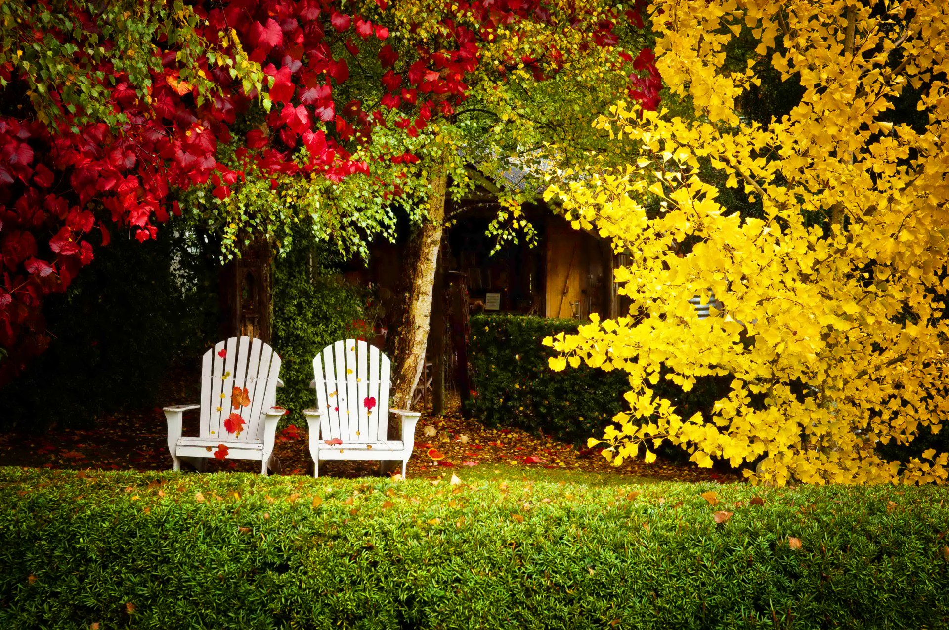 natura alberi autunno foglie