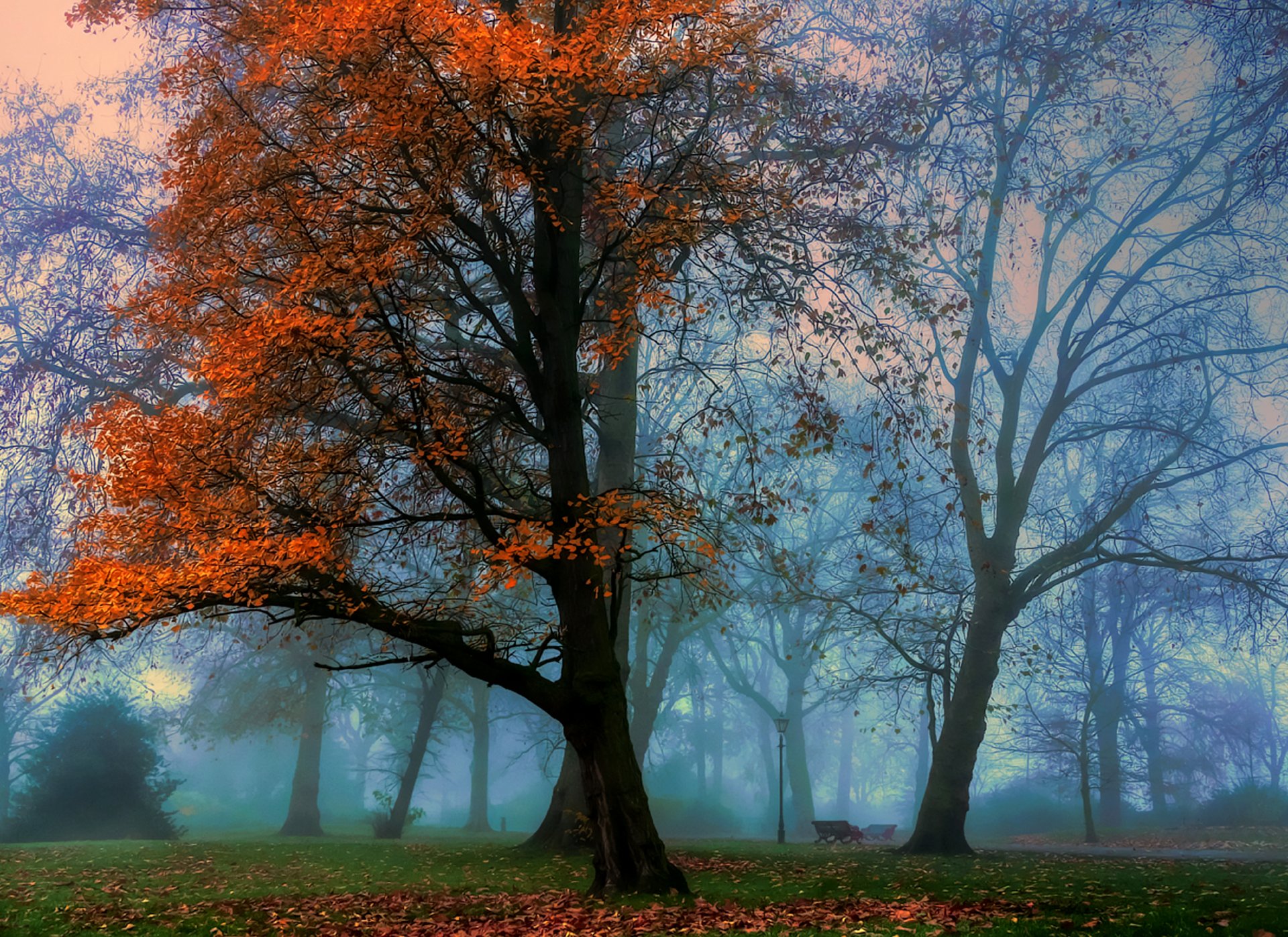 nature paysage forêt automne arbres feuilles