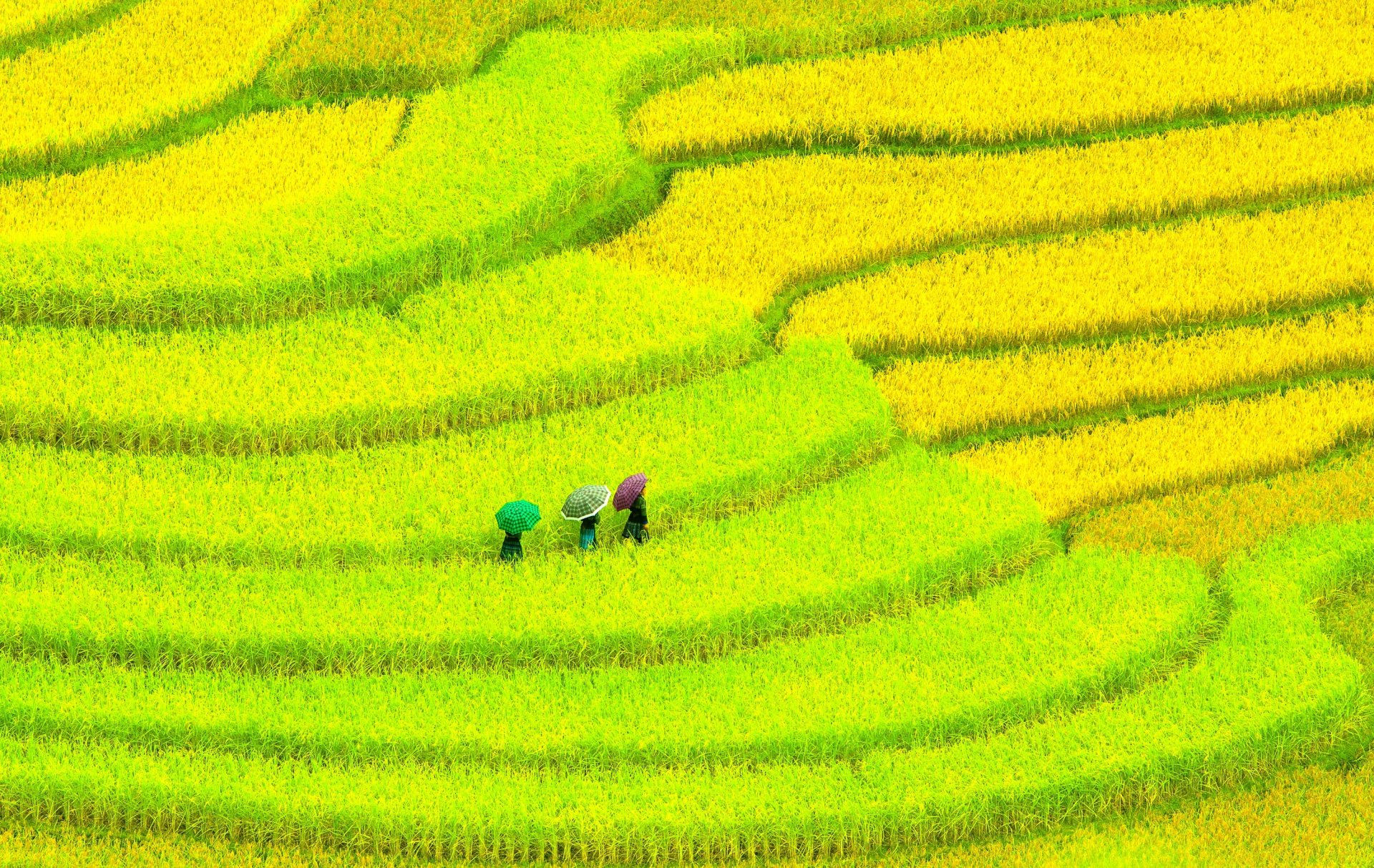 girls umbrellas the field