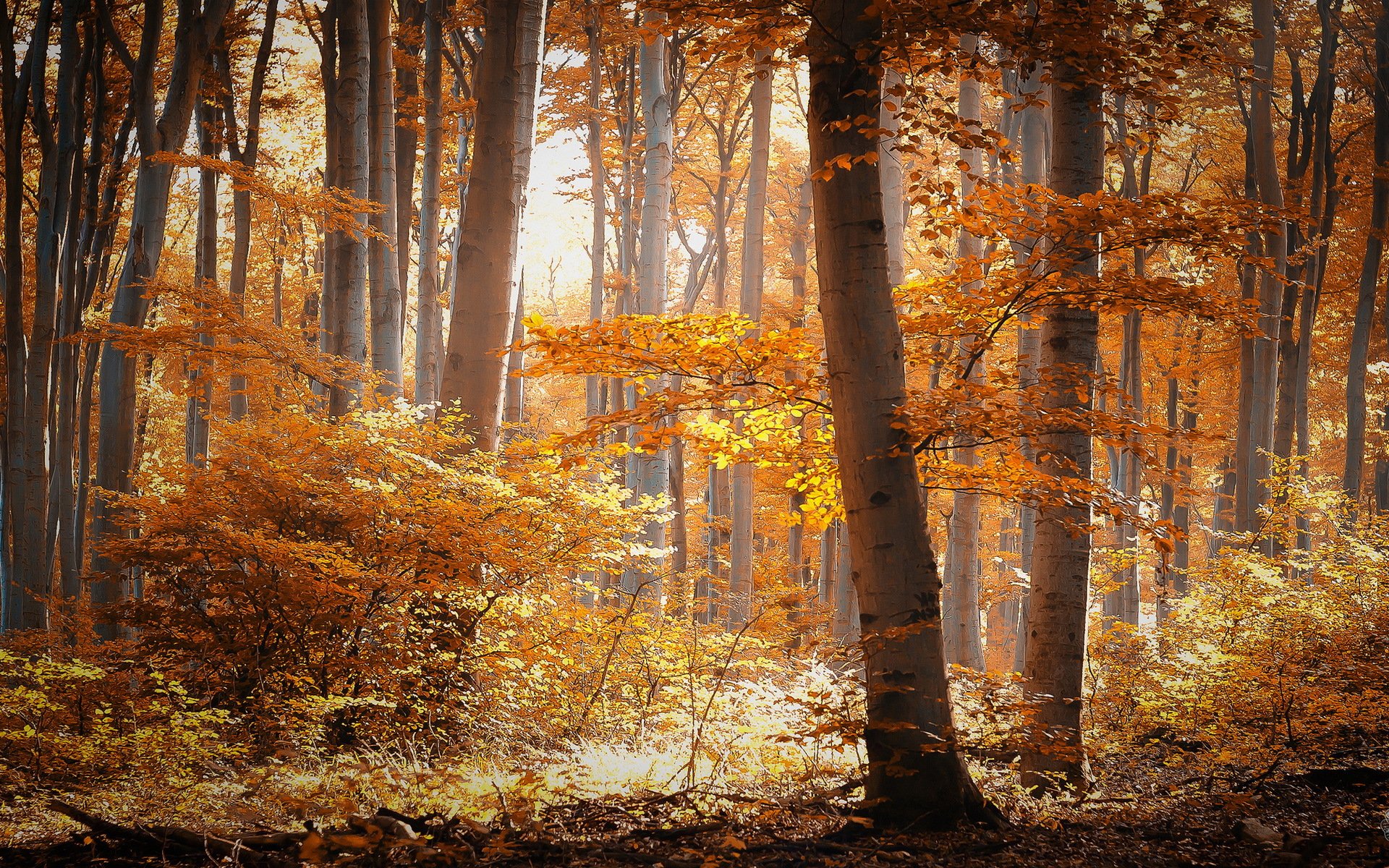 forest autumn nature