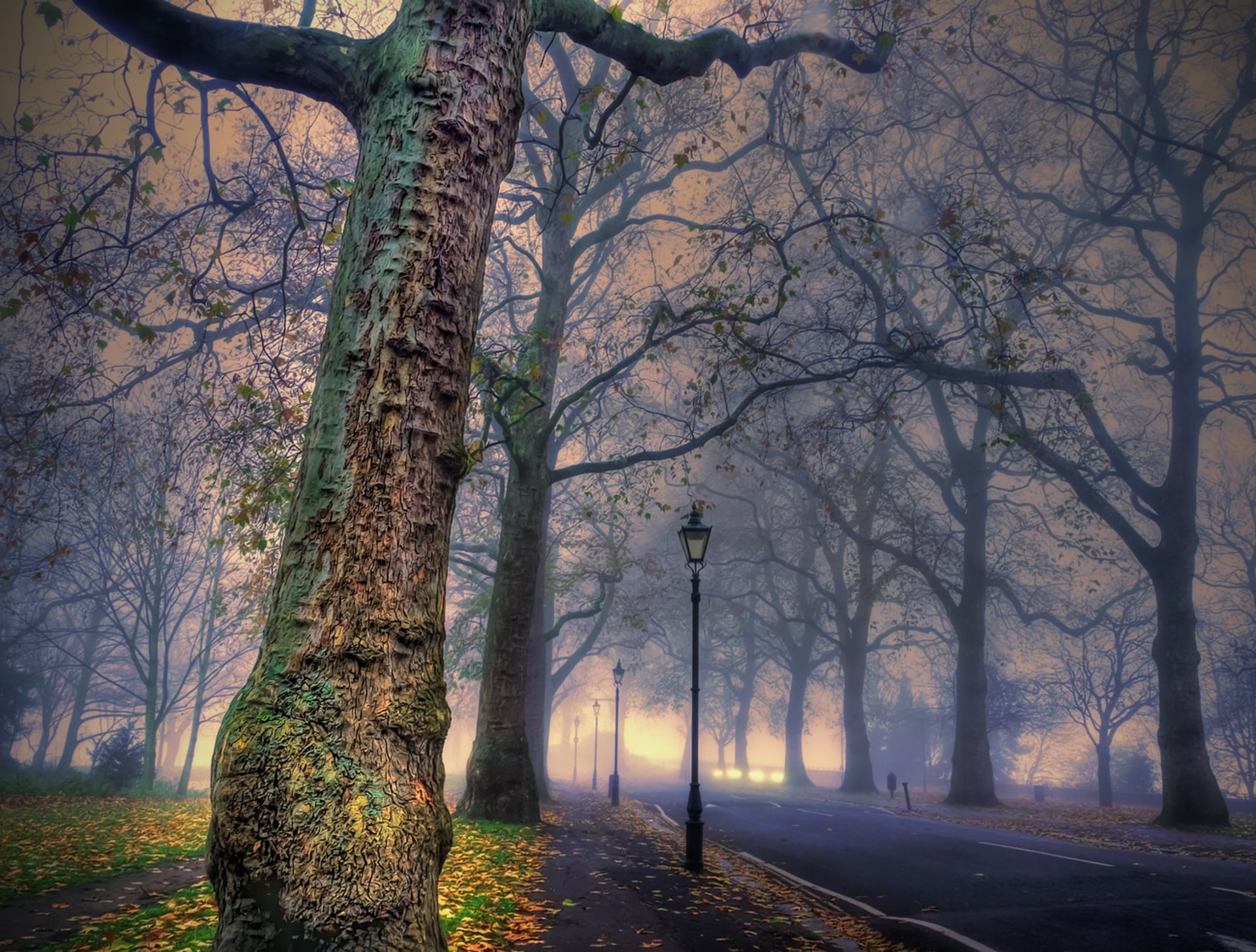 natura strada alberi autunno foglie