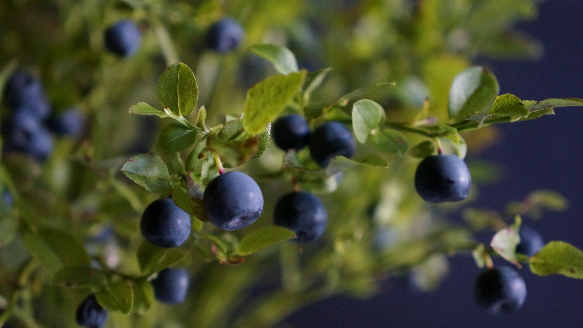 bush branches leaves berries blueberries branche