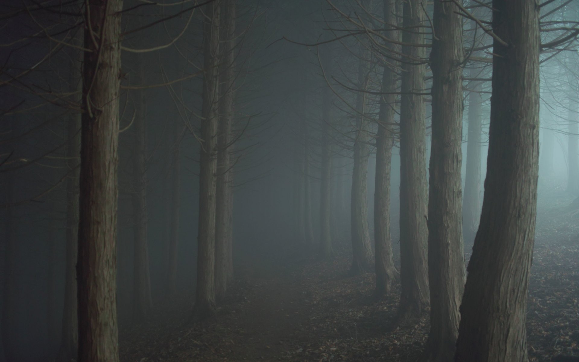 forest fog twilight darkness road path