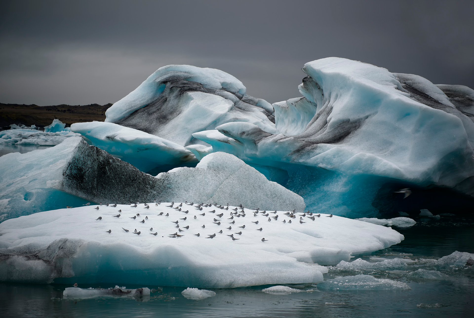 now birds melting