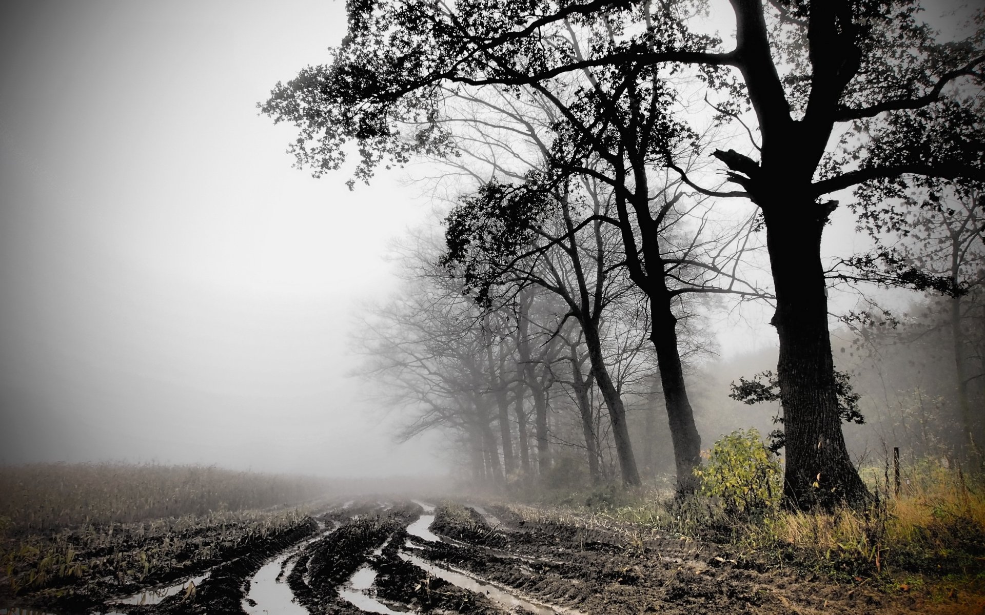 herbst feld nebel