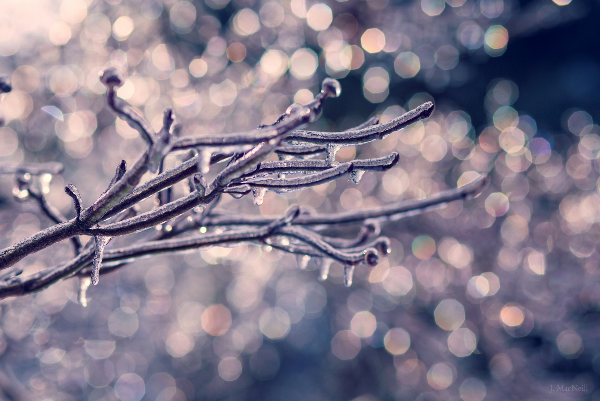 branch tree next drops winter nature bokeh close up