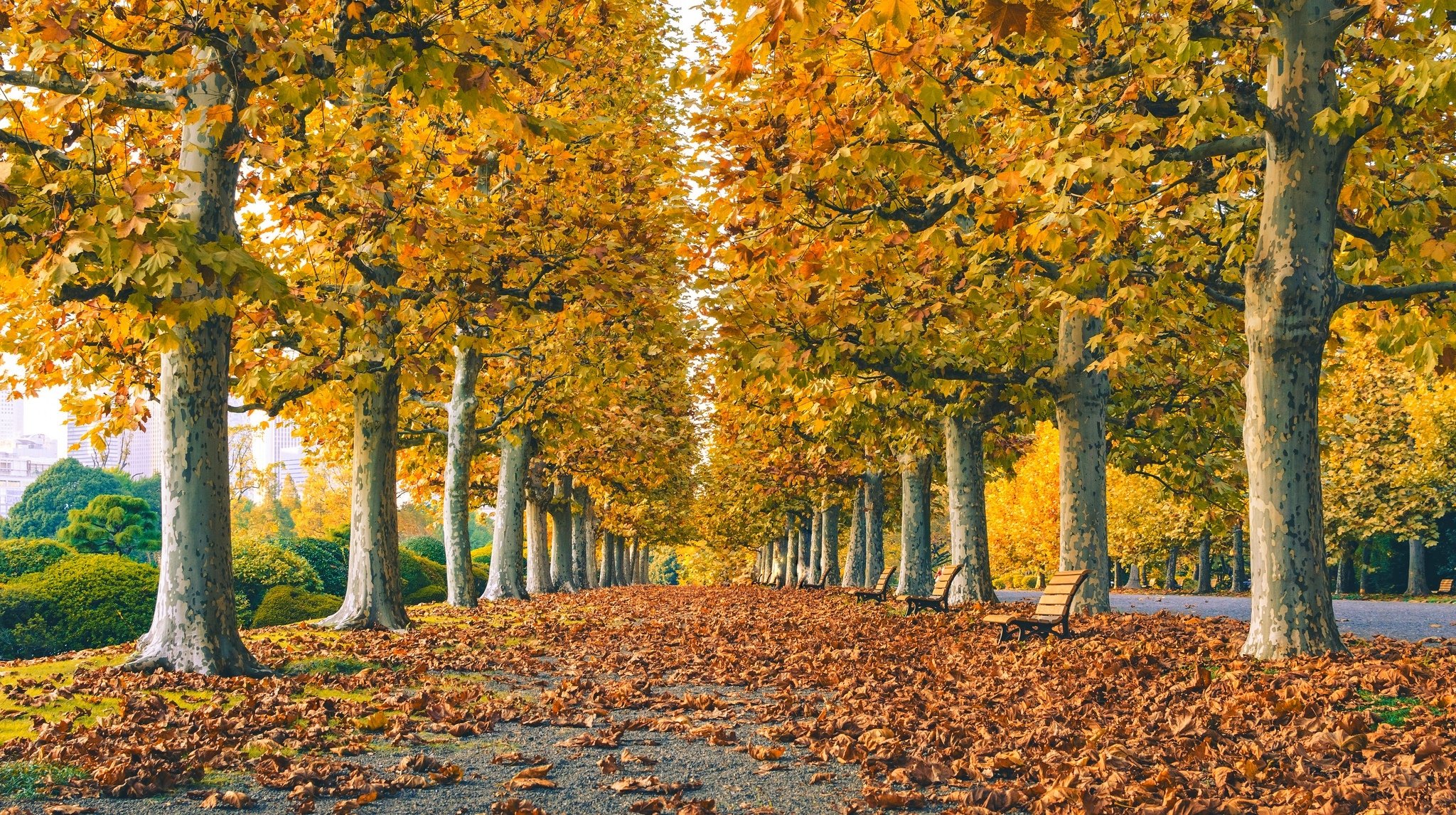 leaves trees park grass road colors autumn walk hdr nature bench tree