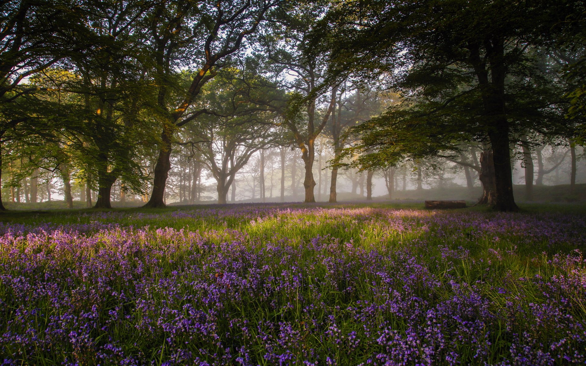 morning forest flower nature