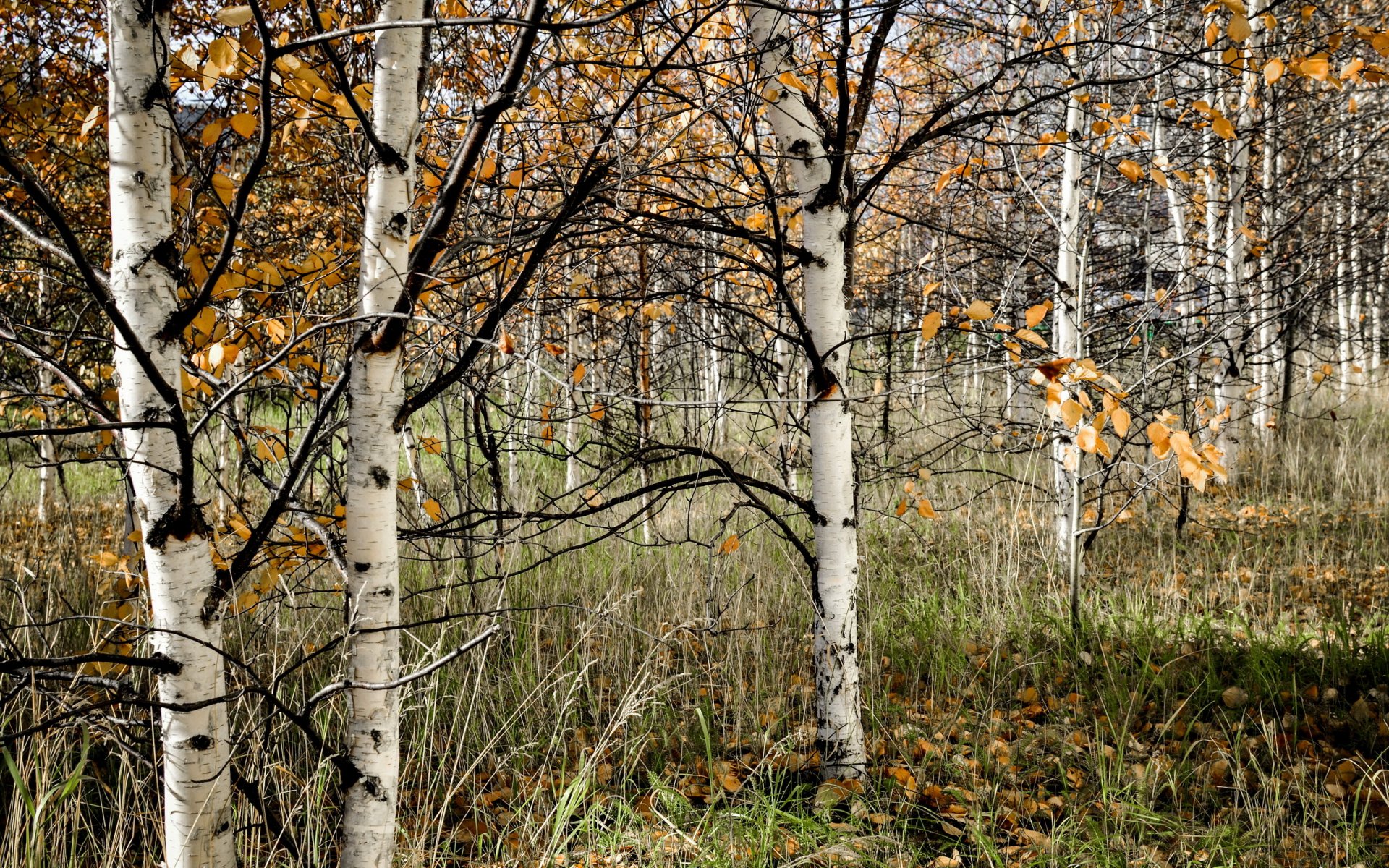 bosque naturaleza