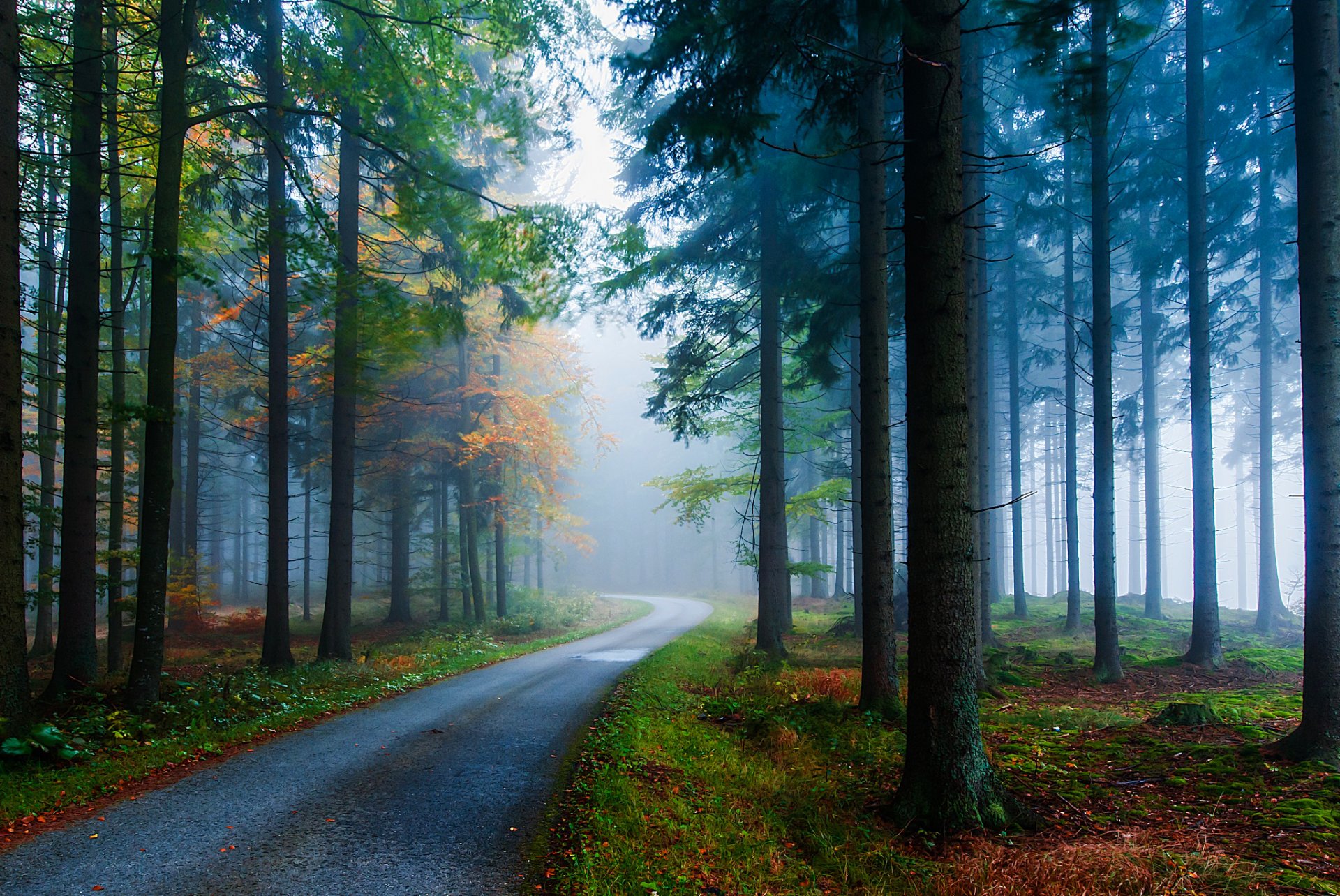 wald nadeln fichte straße nebel bäume stämme herbst natur