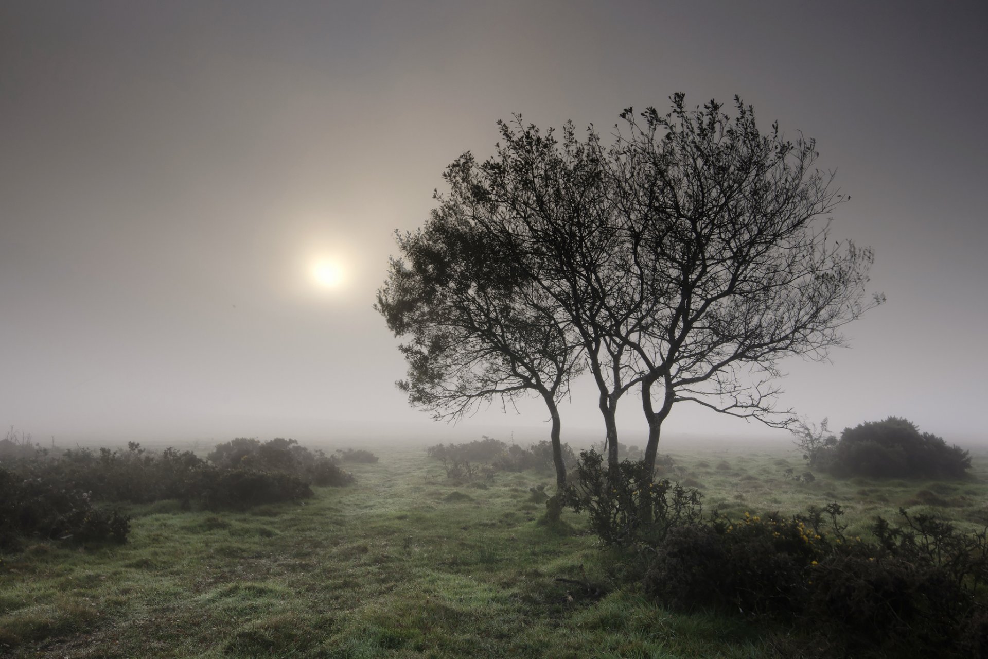 arbres arbustes herbe brouillard matin été