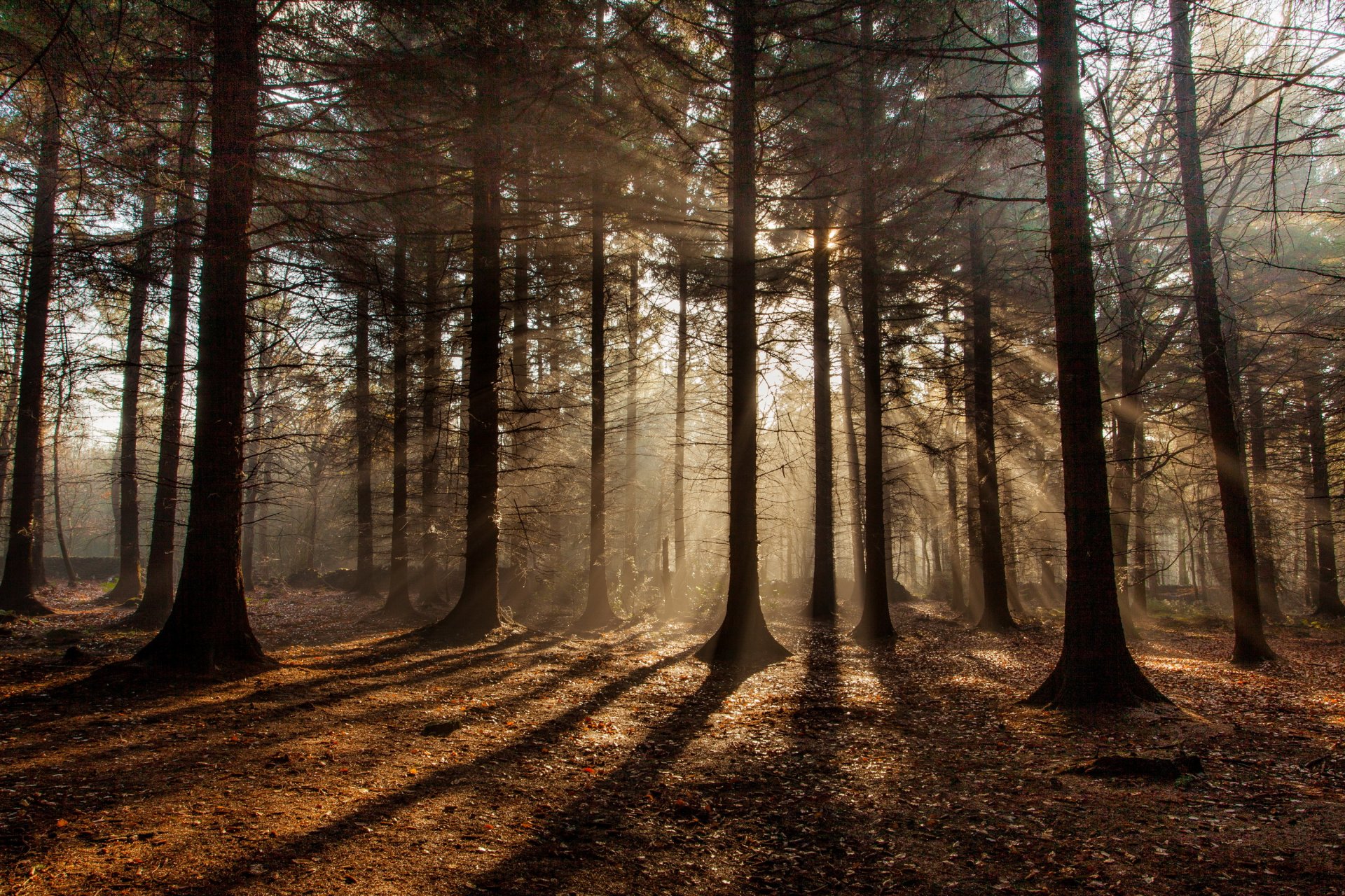 forest autumn sun rays shadow