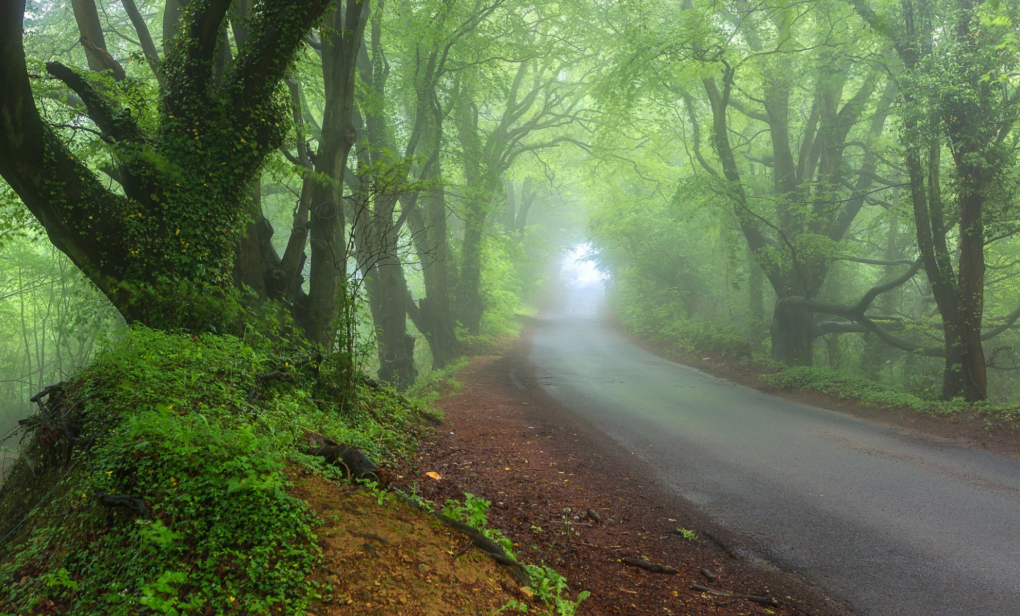 nature printemps forêt route brouillard brume