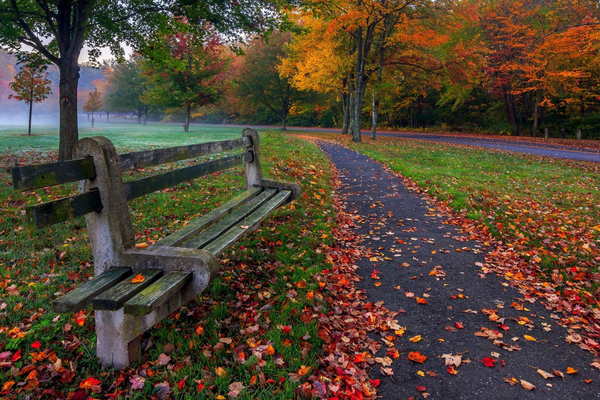 feuilles arbres parc herbe route couleurs automne marche hdr nature banc banc