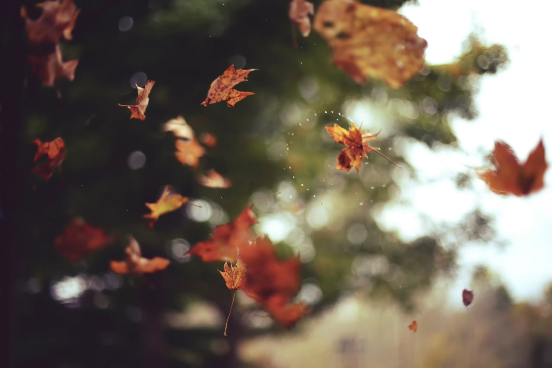 leaves autumn bokeh